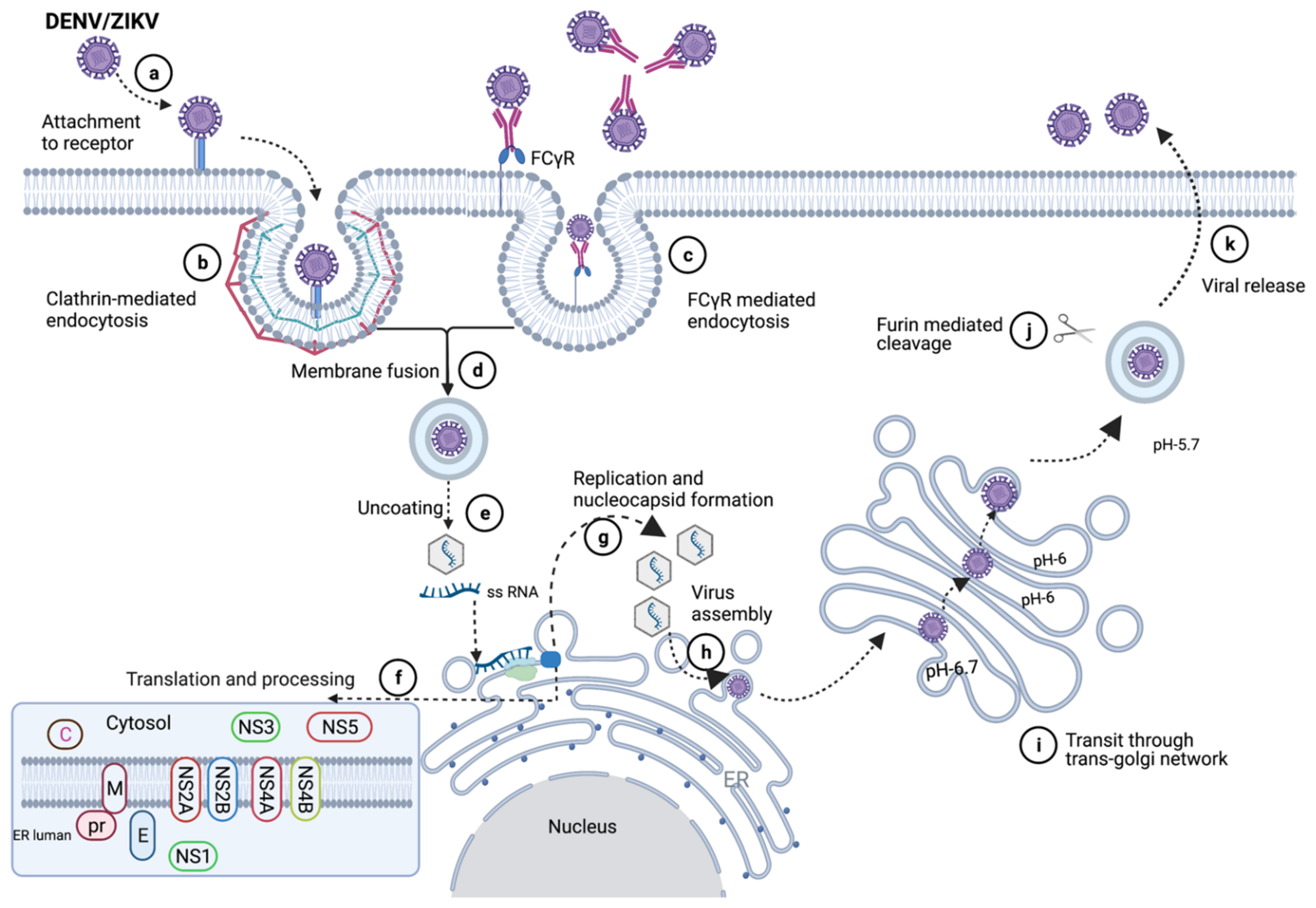 Vaccines 10 00834 g003