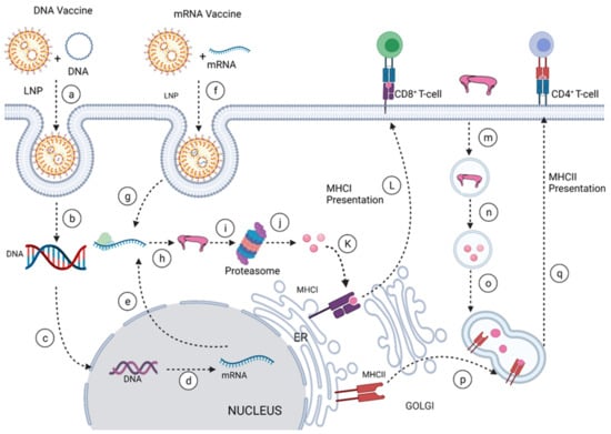 Vaccines 10 00834 g004