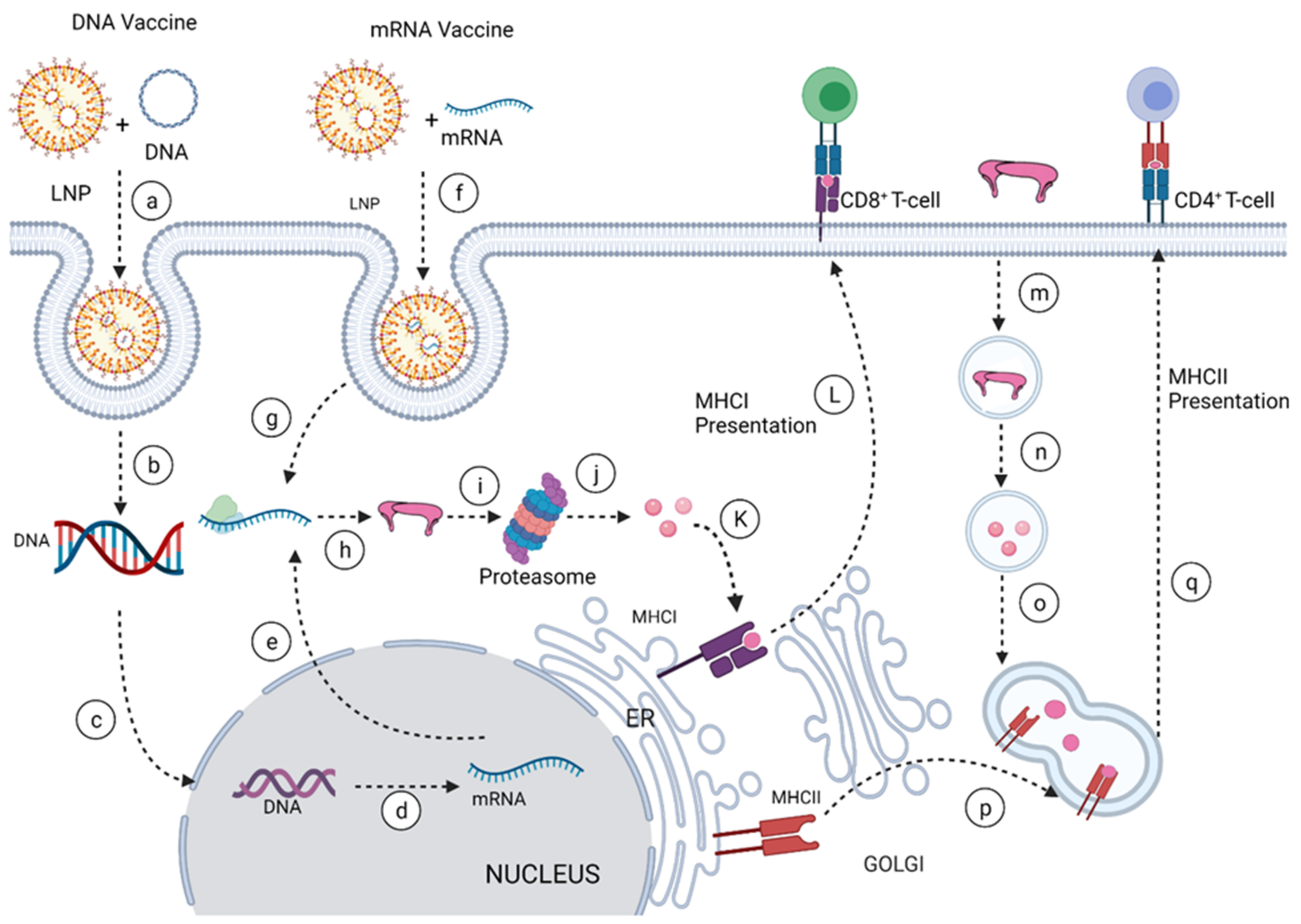 Vaccines 10 00834 g004