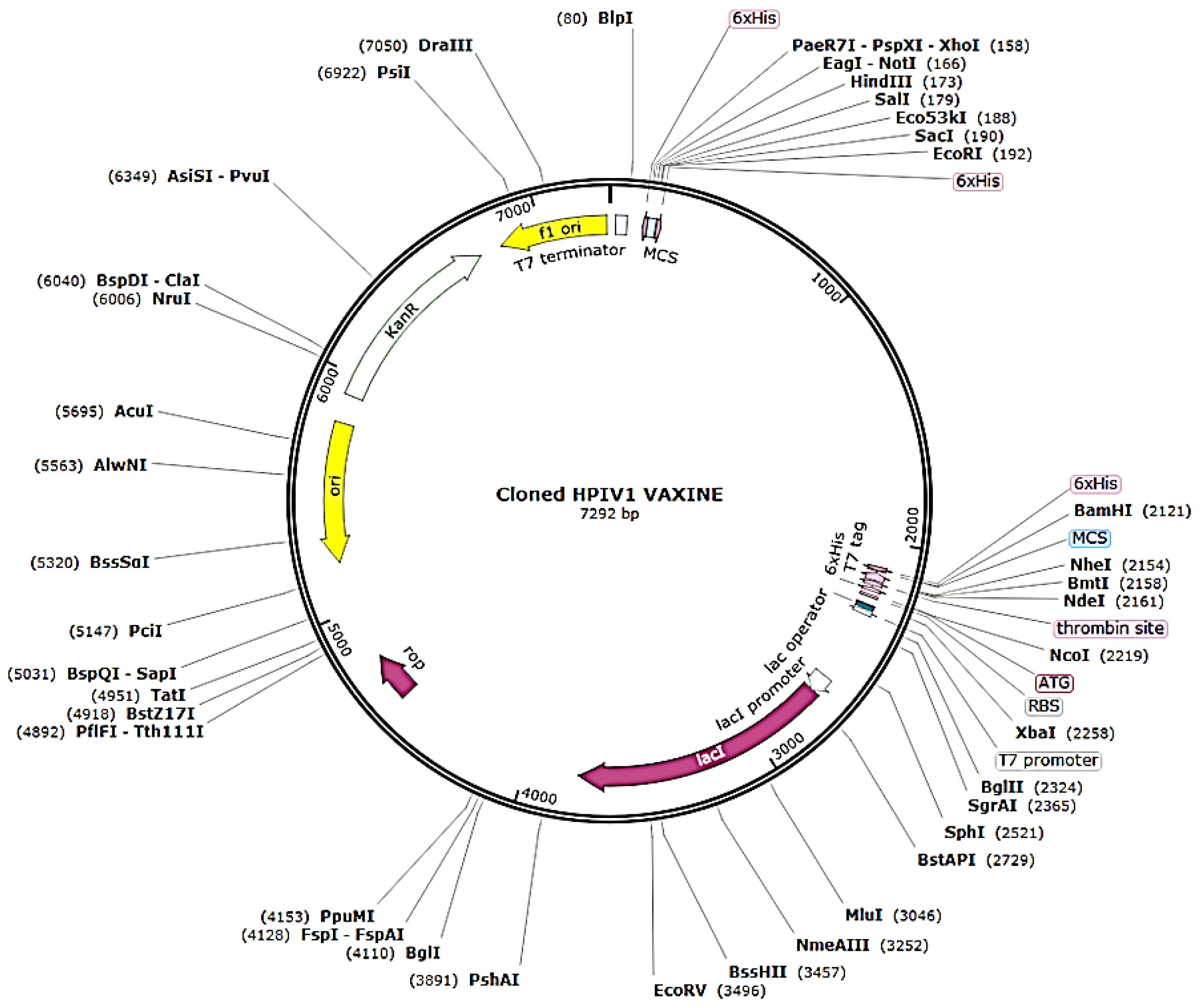 Vaccines 10 00869 g007