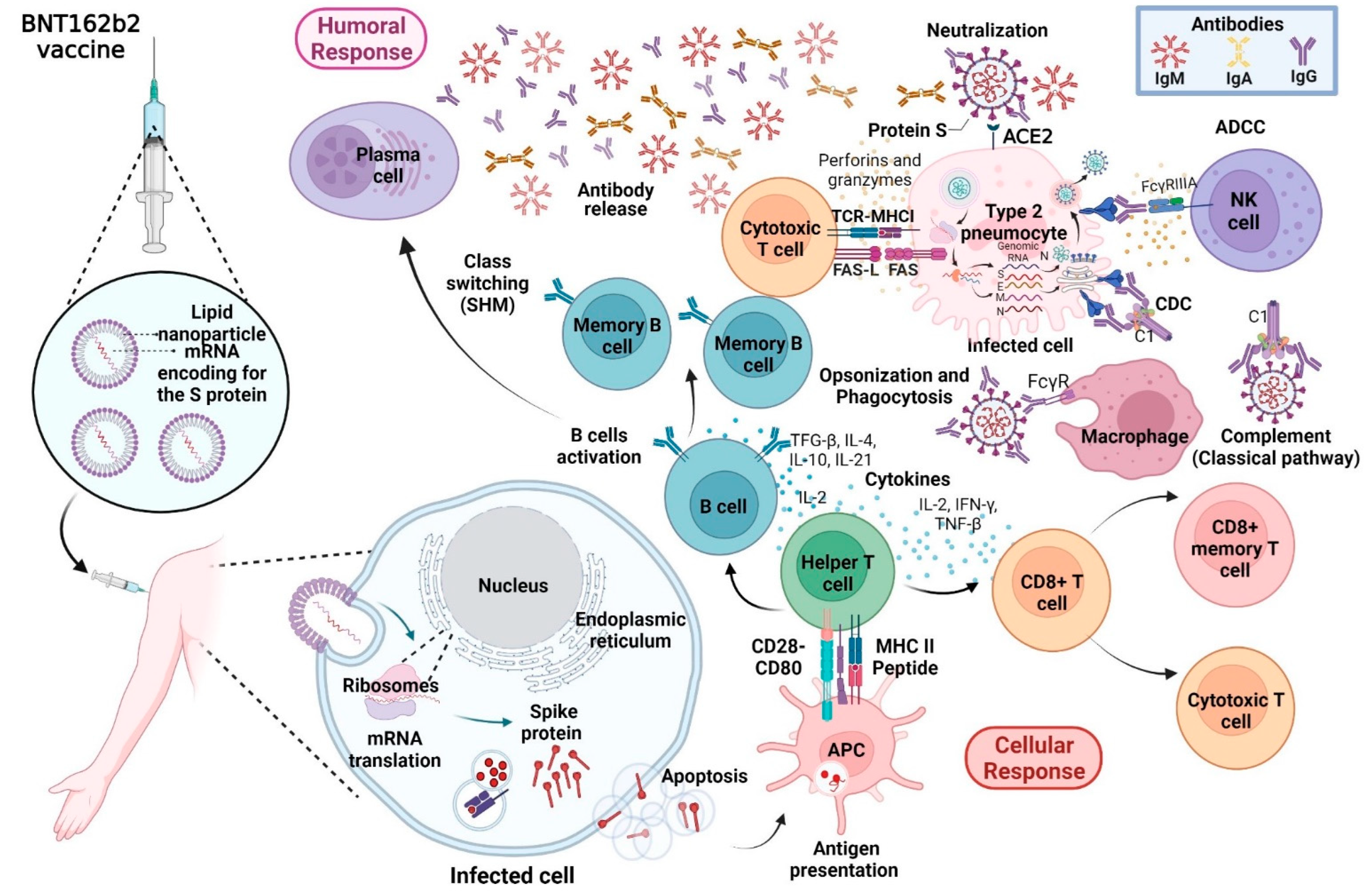 Vaccines 10 00909 g002