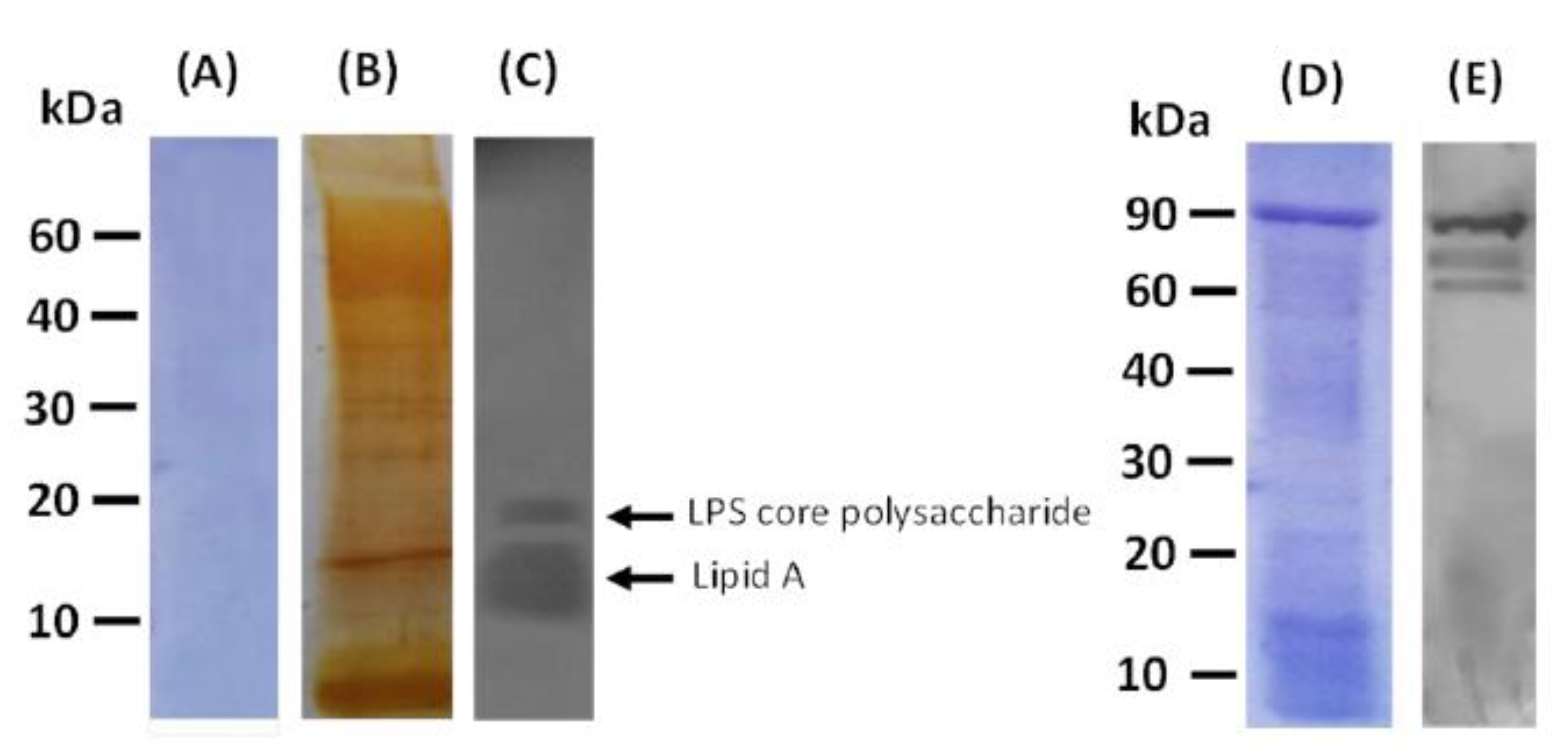 Vaccines 10 00910 g008