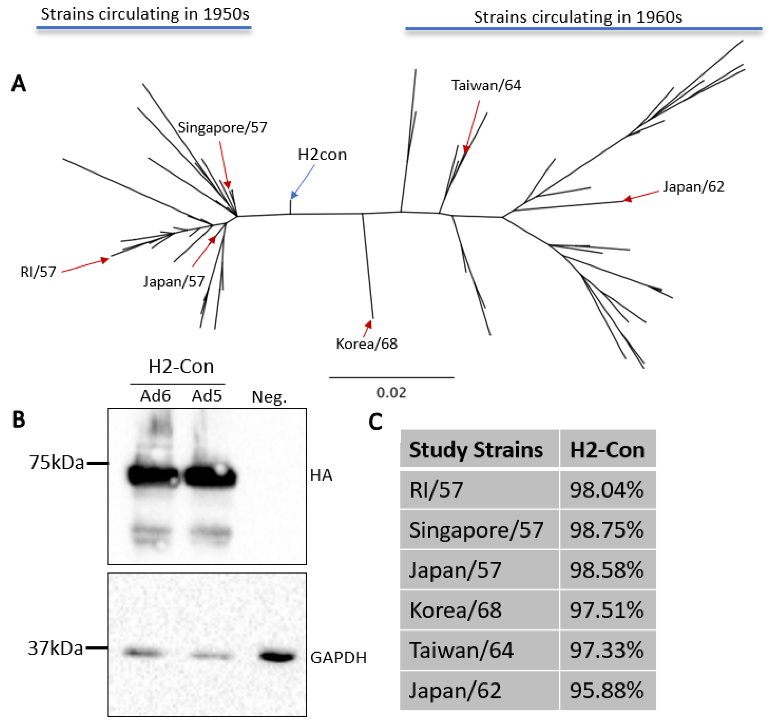 Vaccines 10 00926 g001