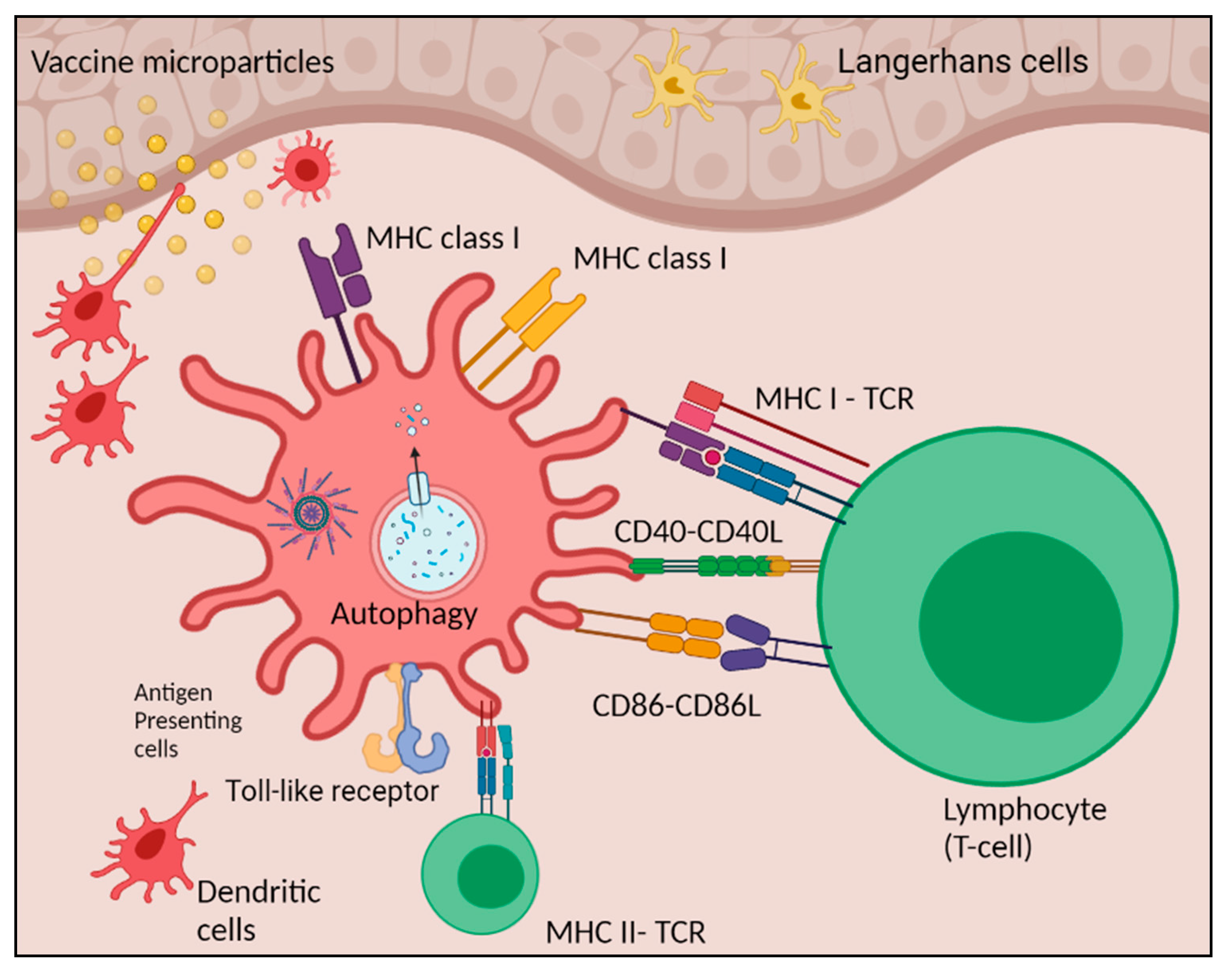 Vaccines 10 00983 g007