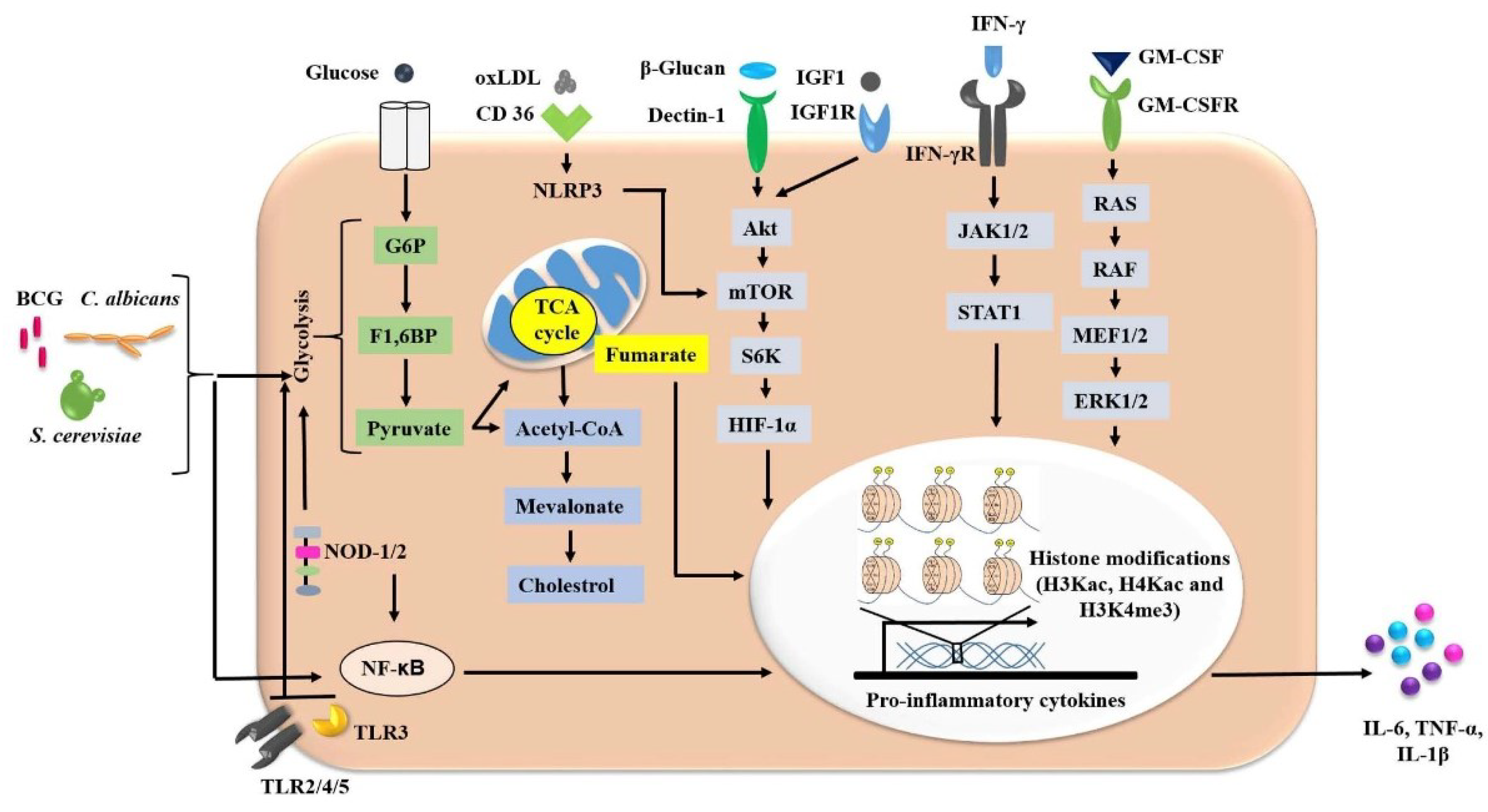 Vaccines 10 01006 g002