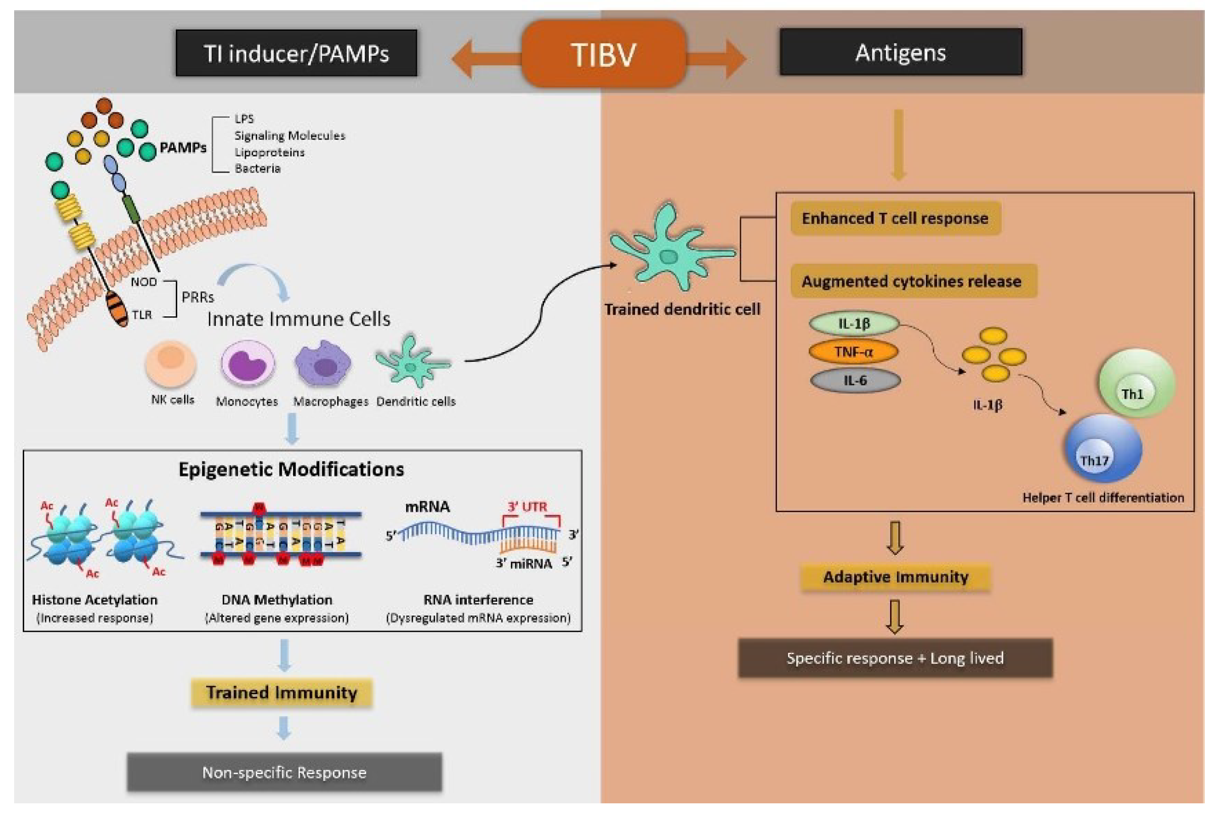 Vaccines 10 01006 g003