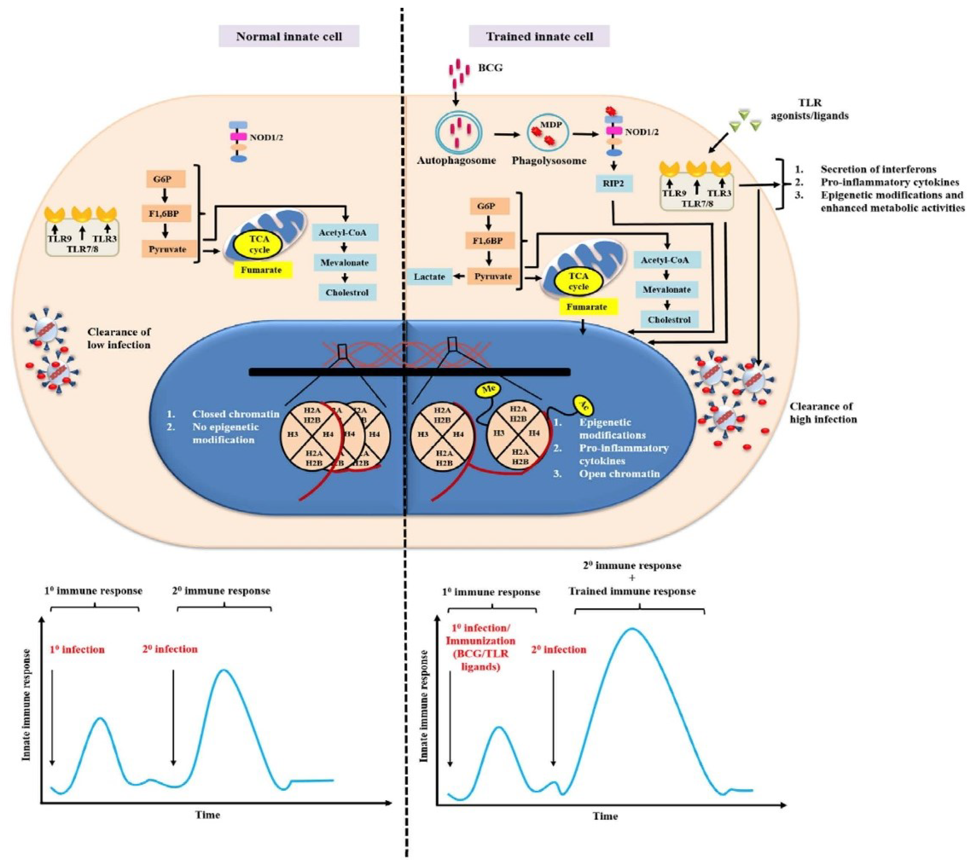 Vaccines 10 01006 g004