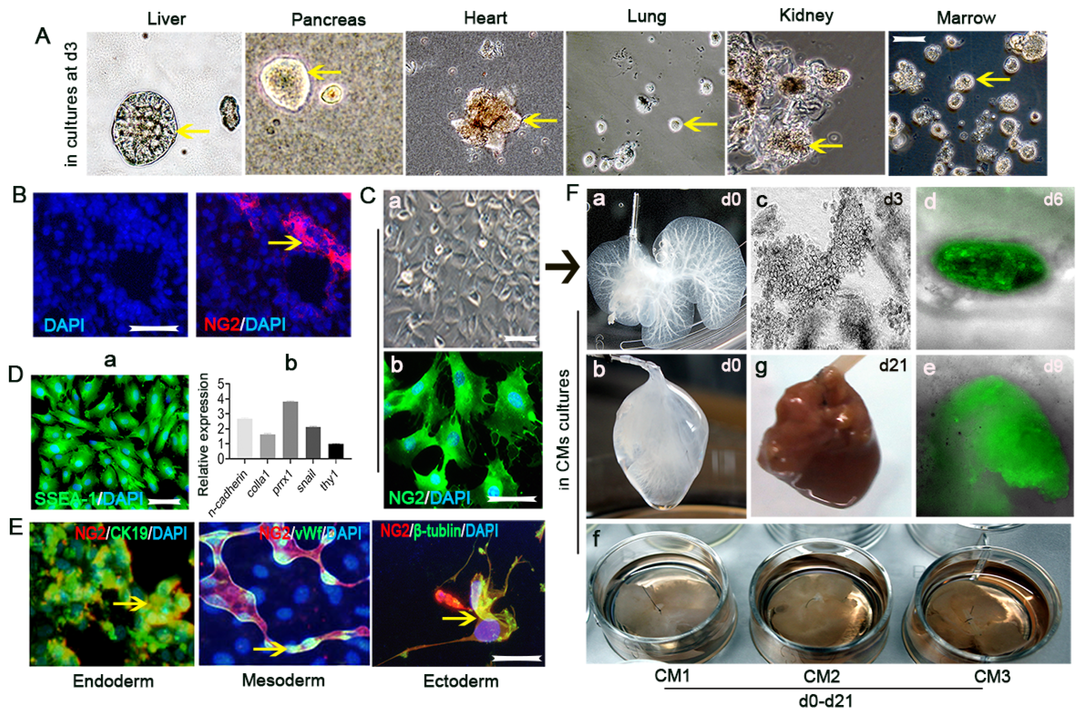 Vaccines 10 01023 g002