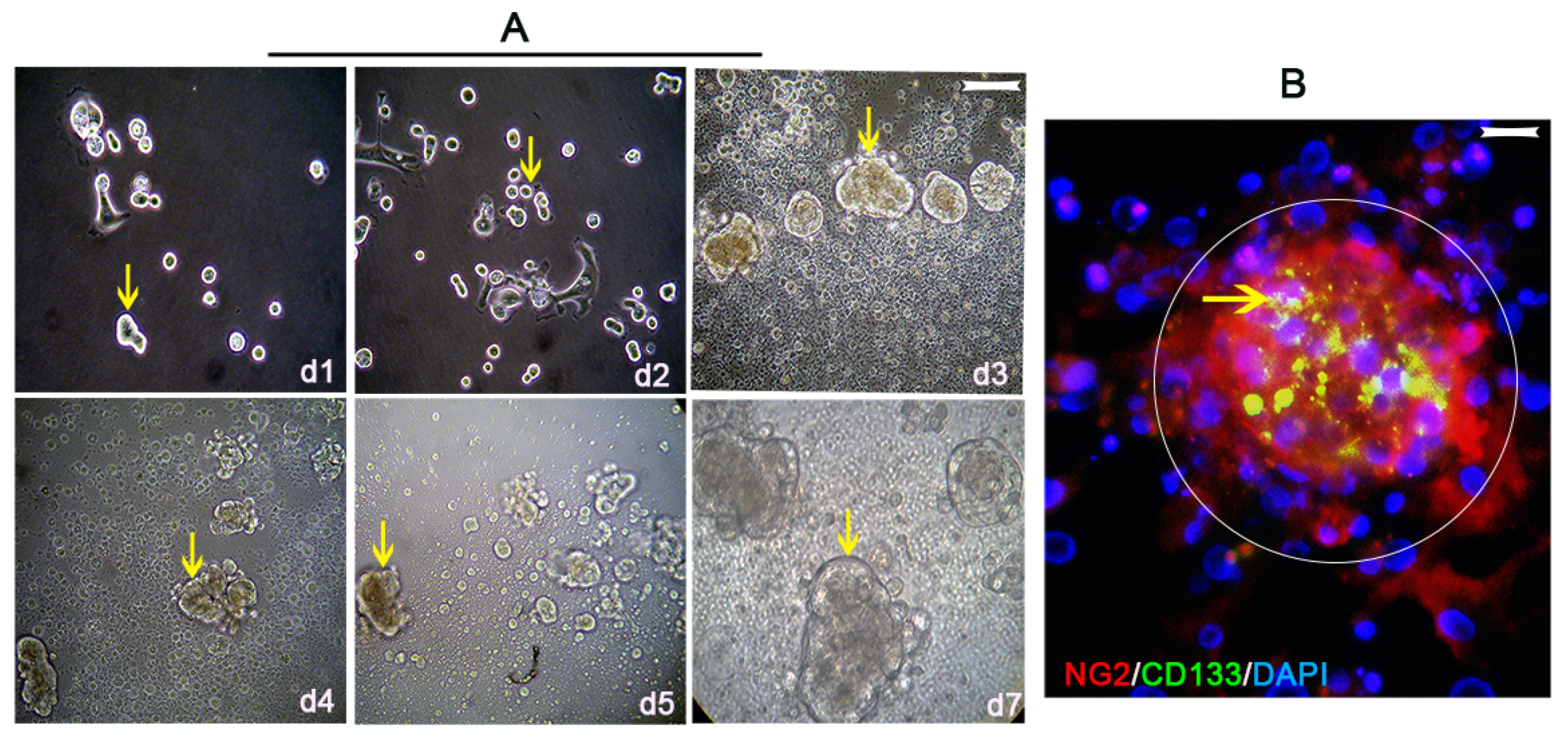 Vaccines 10 01023 g004