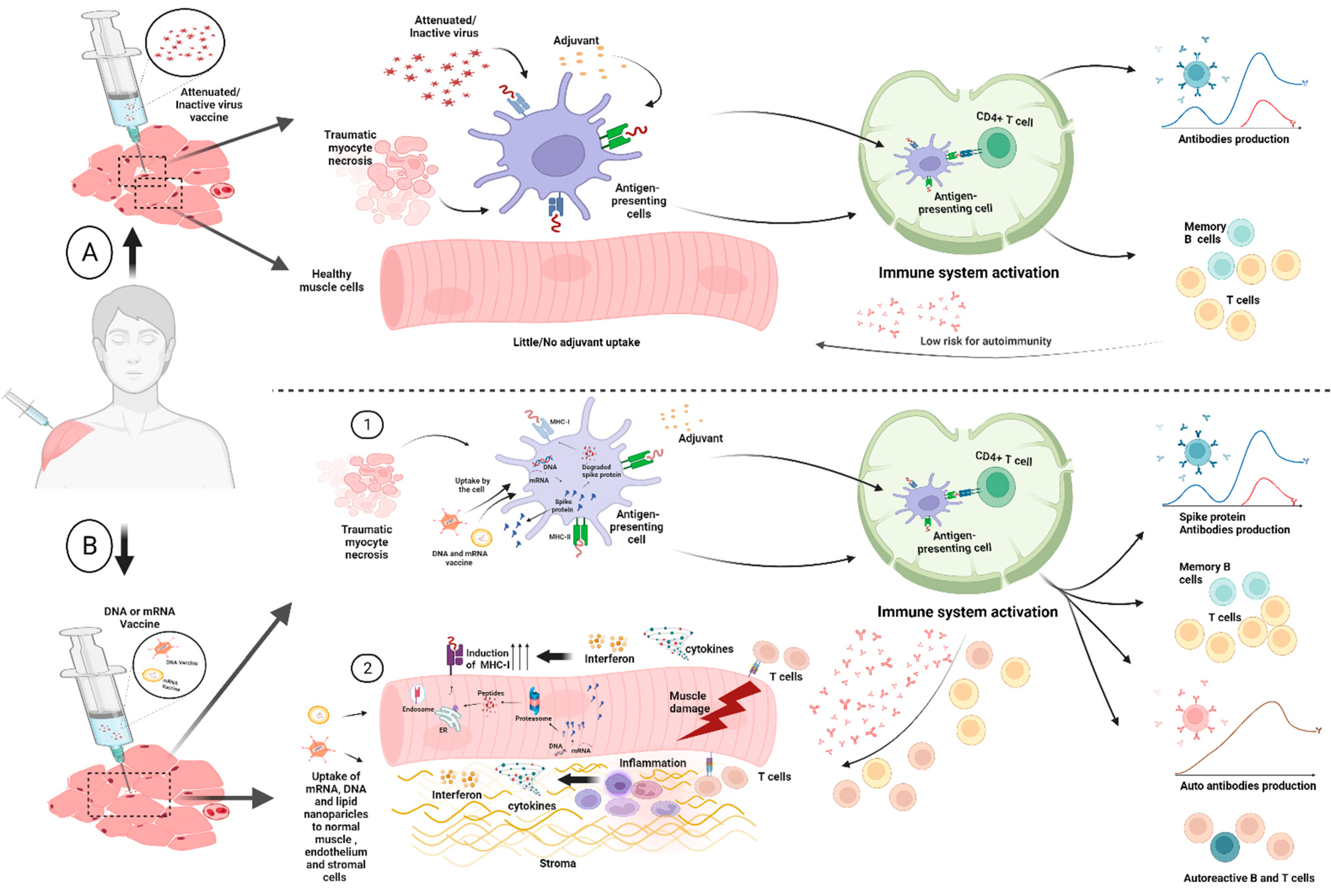 Vaccines 10 01184 g004