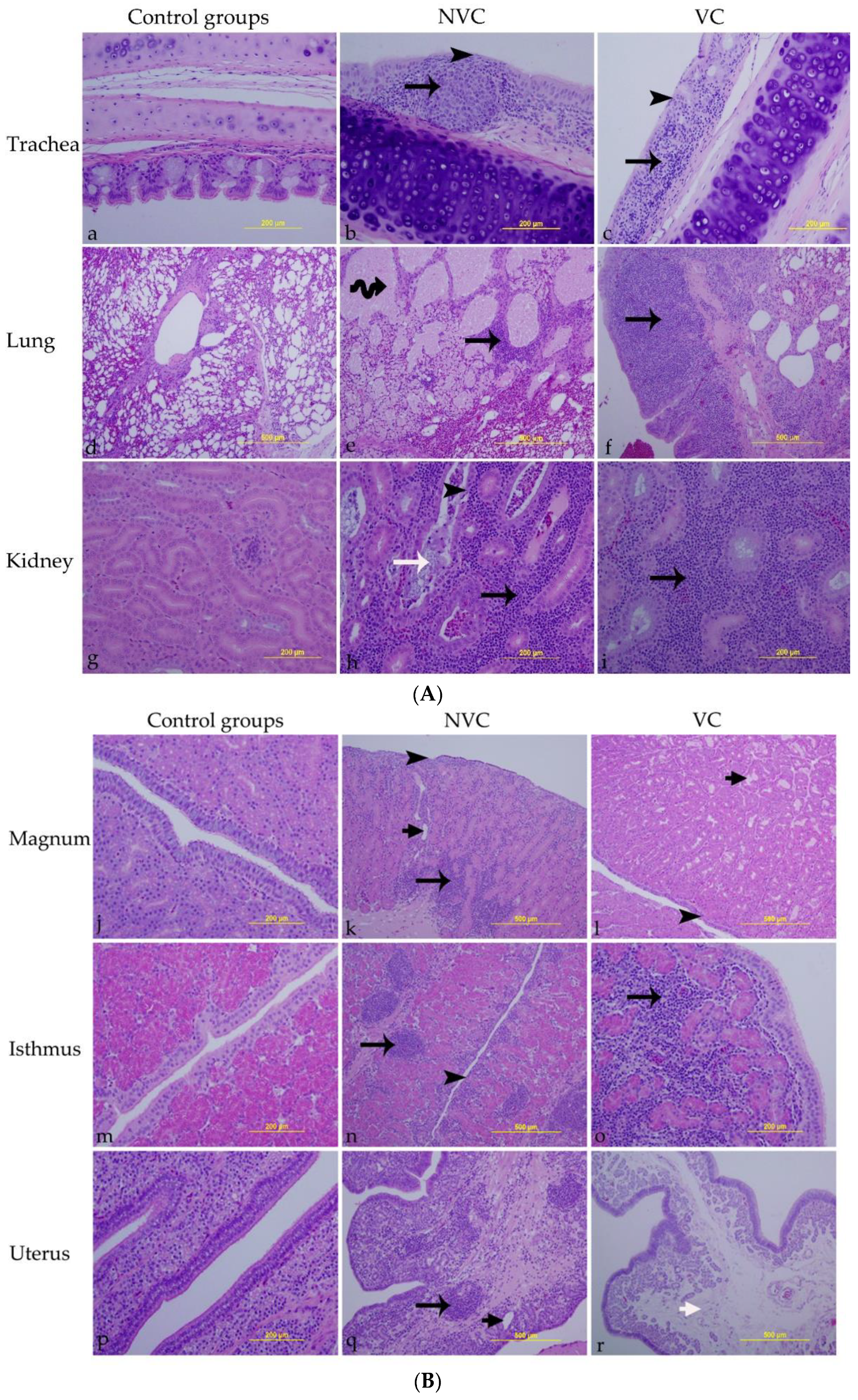 Vaccines 10 01194 g006