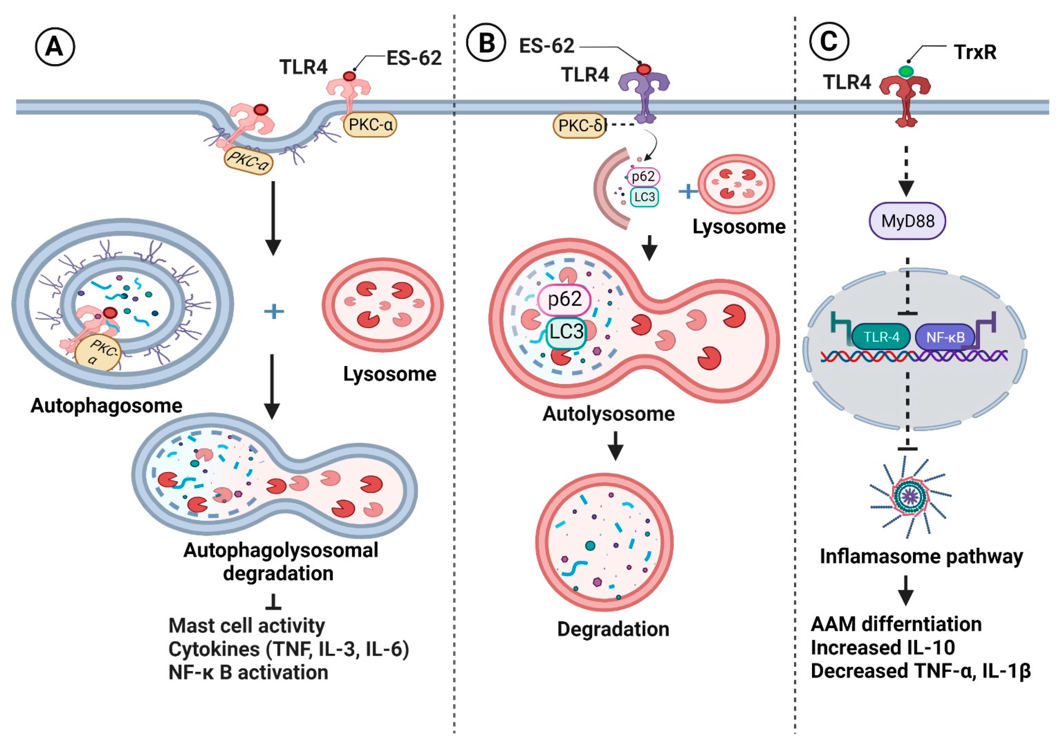 Vaccines 10 01235 g001 Vaccines 10 01235 g001