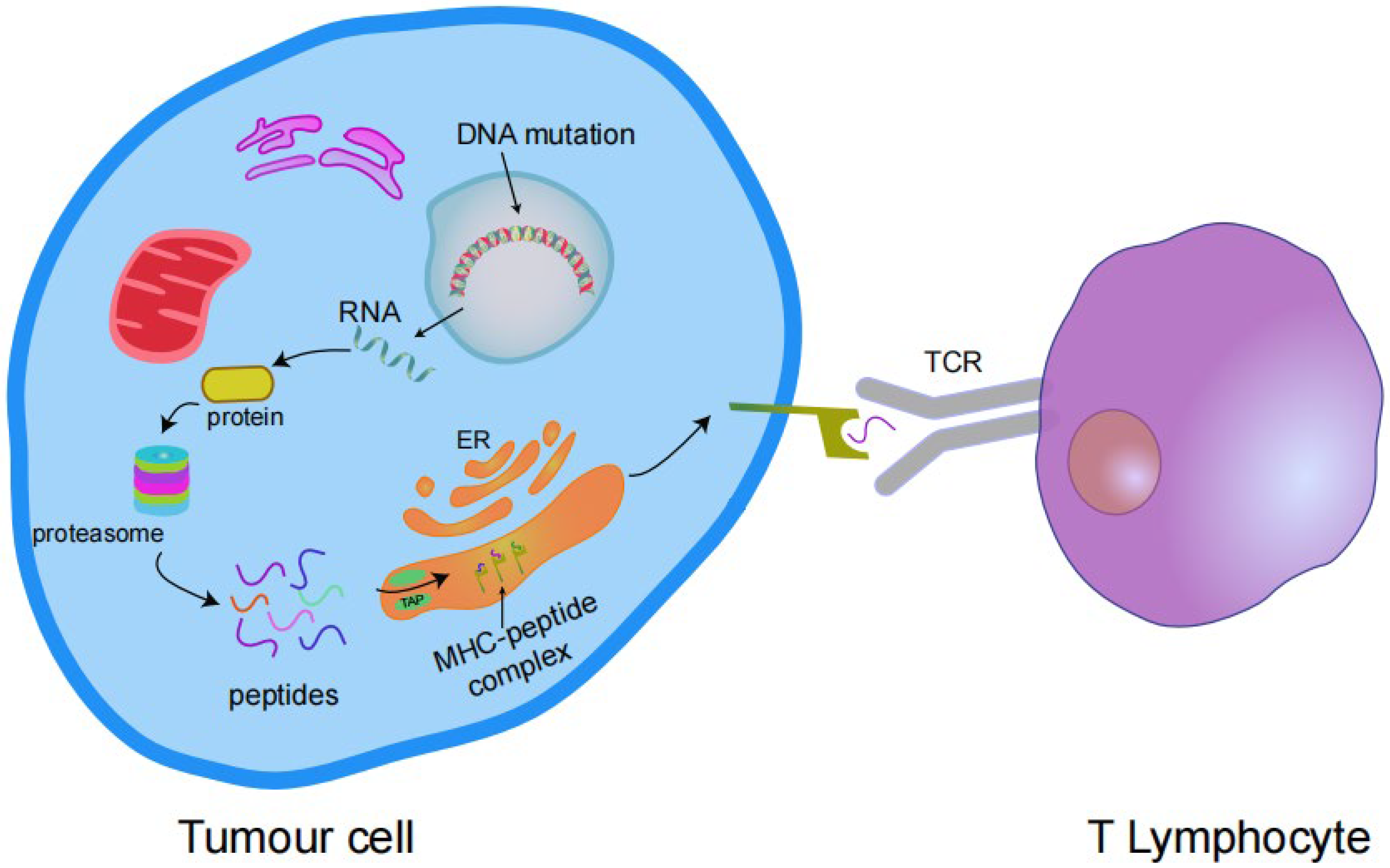 Vaccines 10 01272 g002