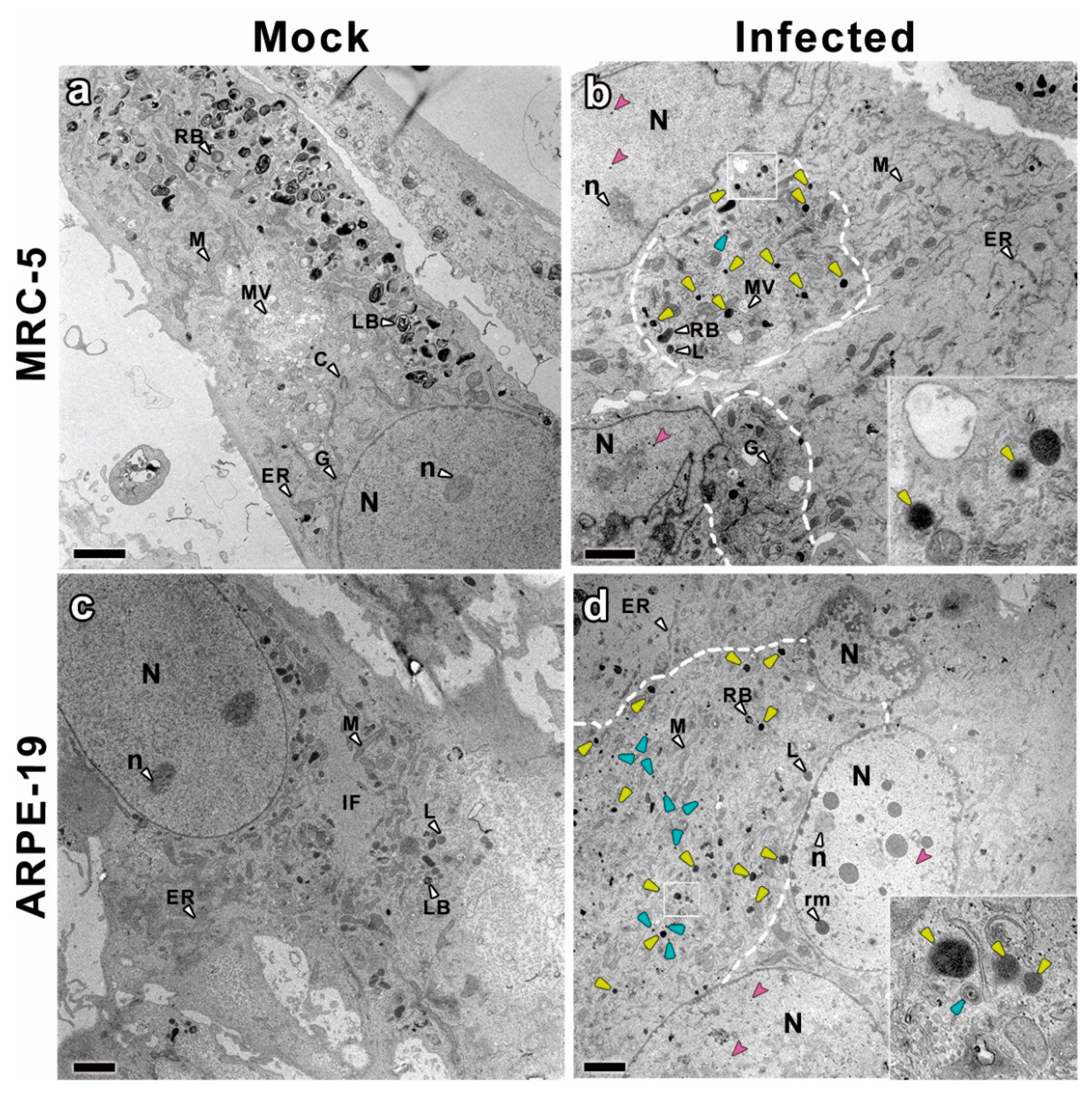 Vaccines 10 01308 g002