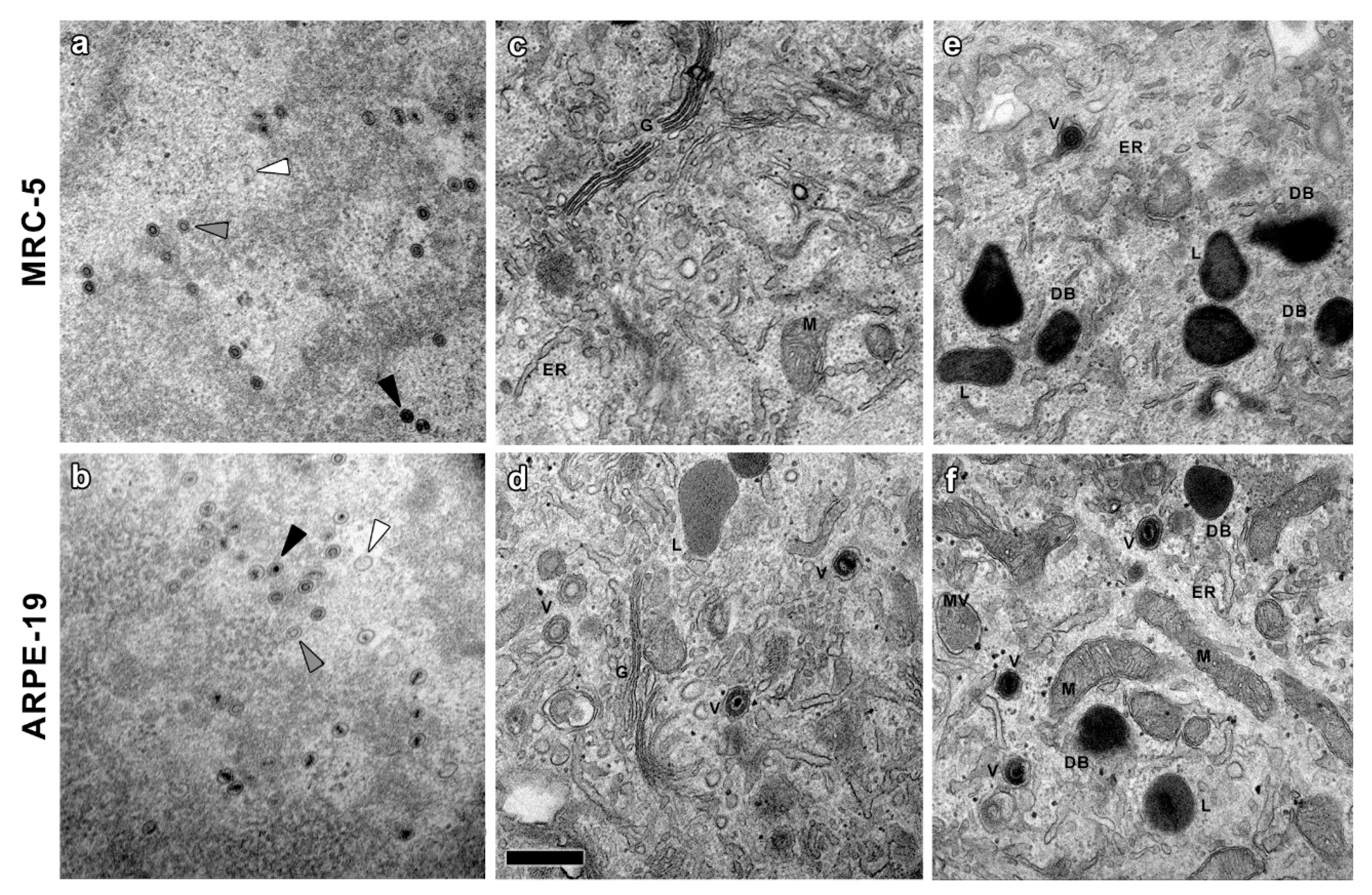 Vaccines 10 01308 g003