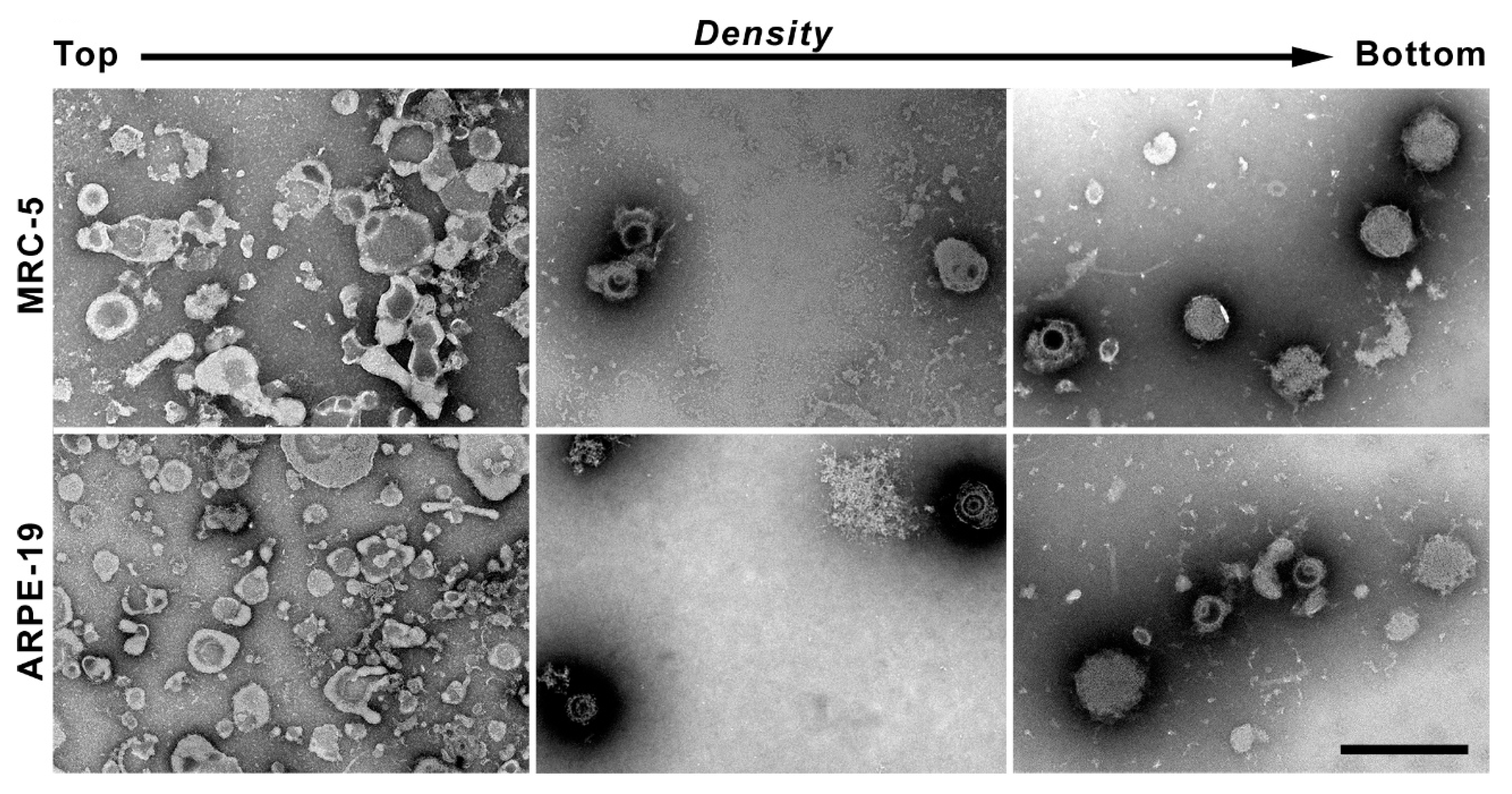 Vaccines 10 01308 g006