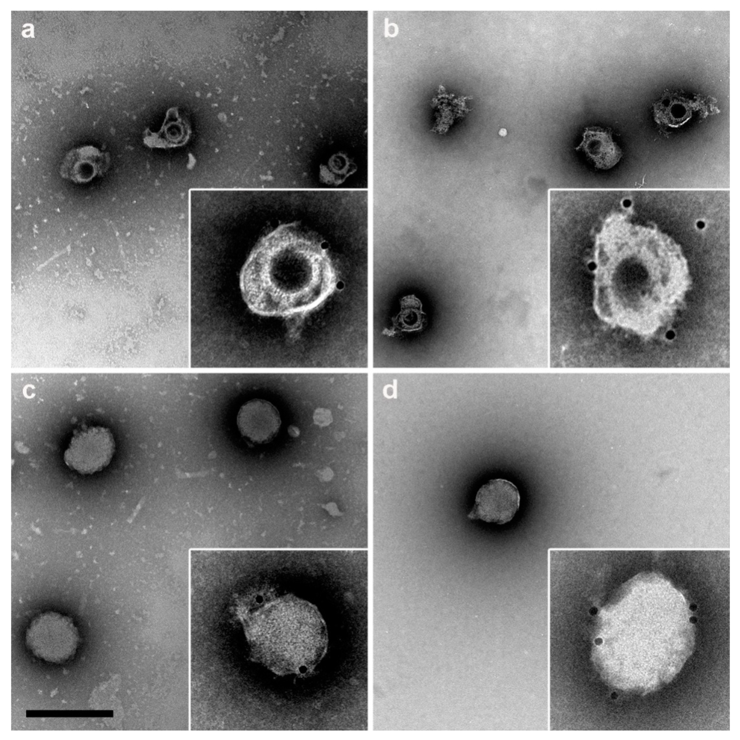 Vaccines 10 01308 g007