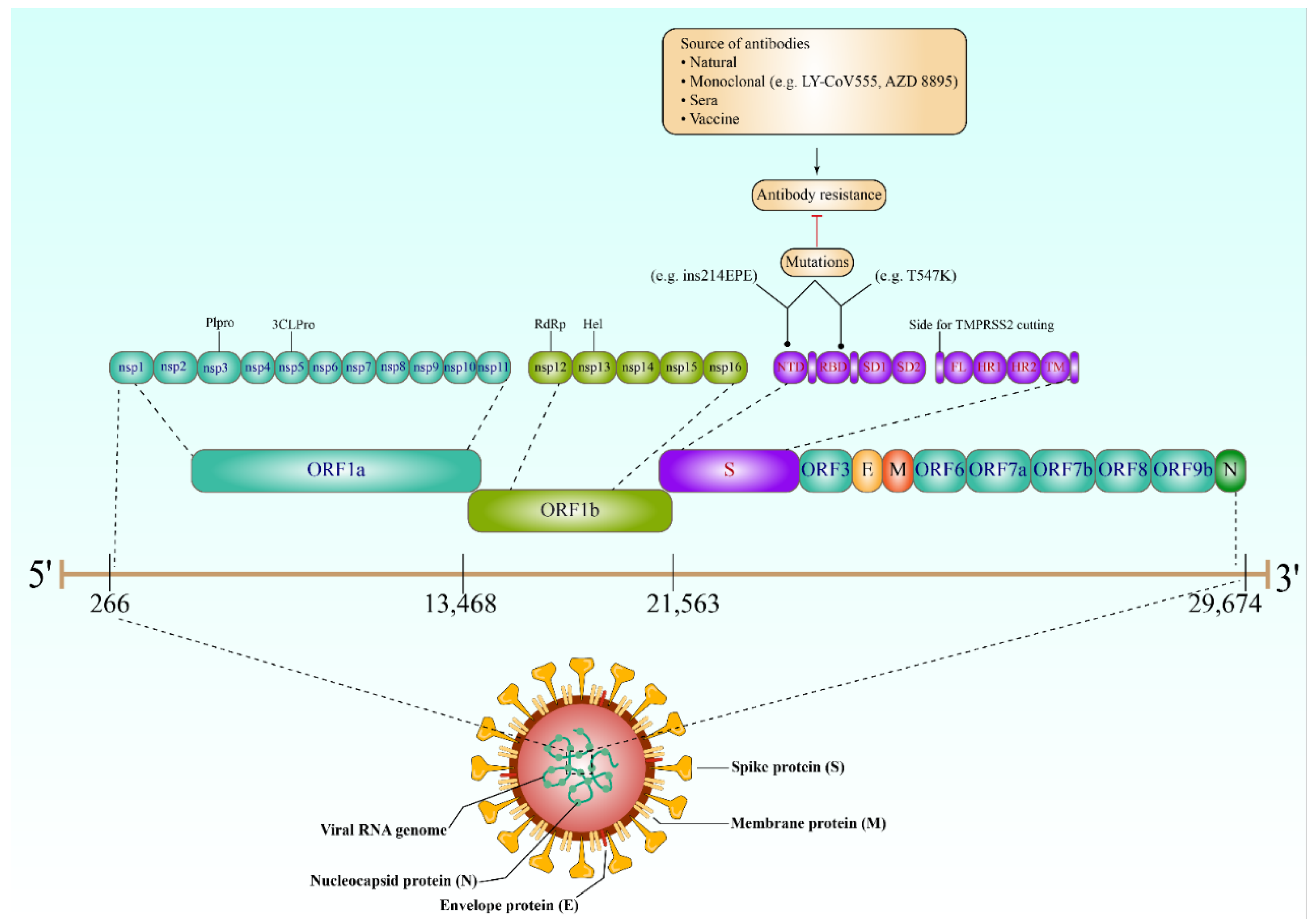 Vaccines 10 01346 g001