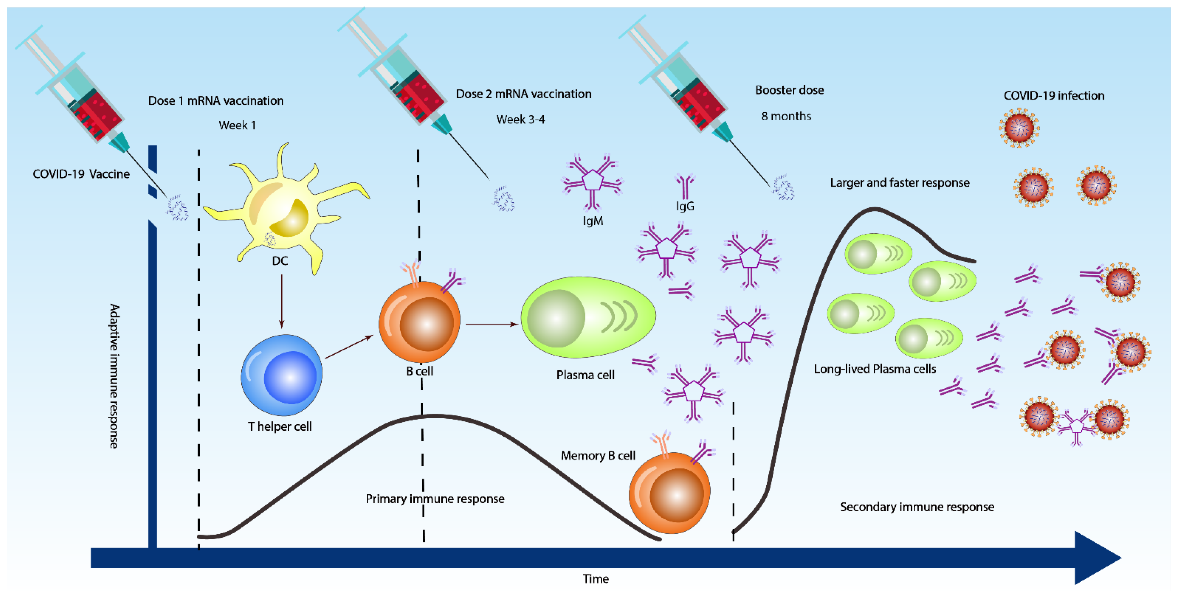 Vaccines 10 01346 g002