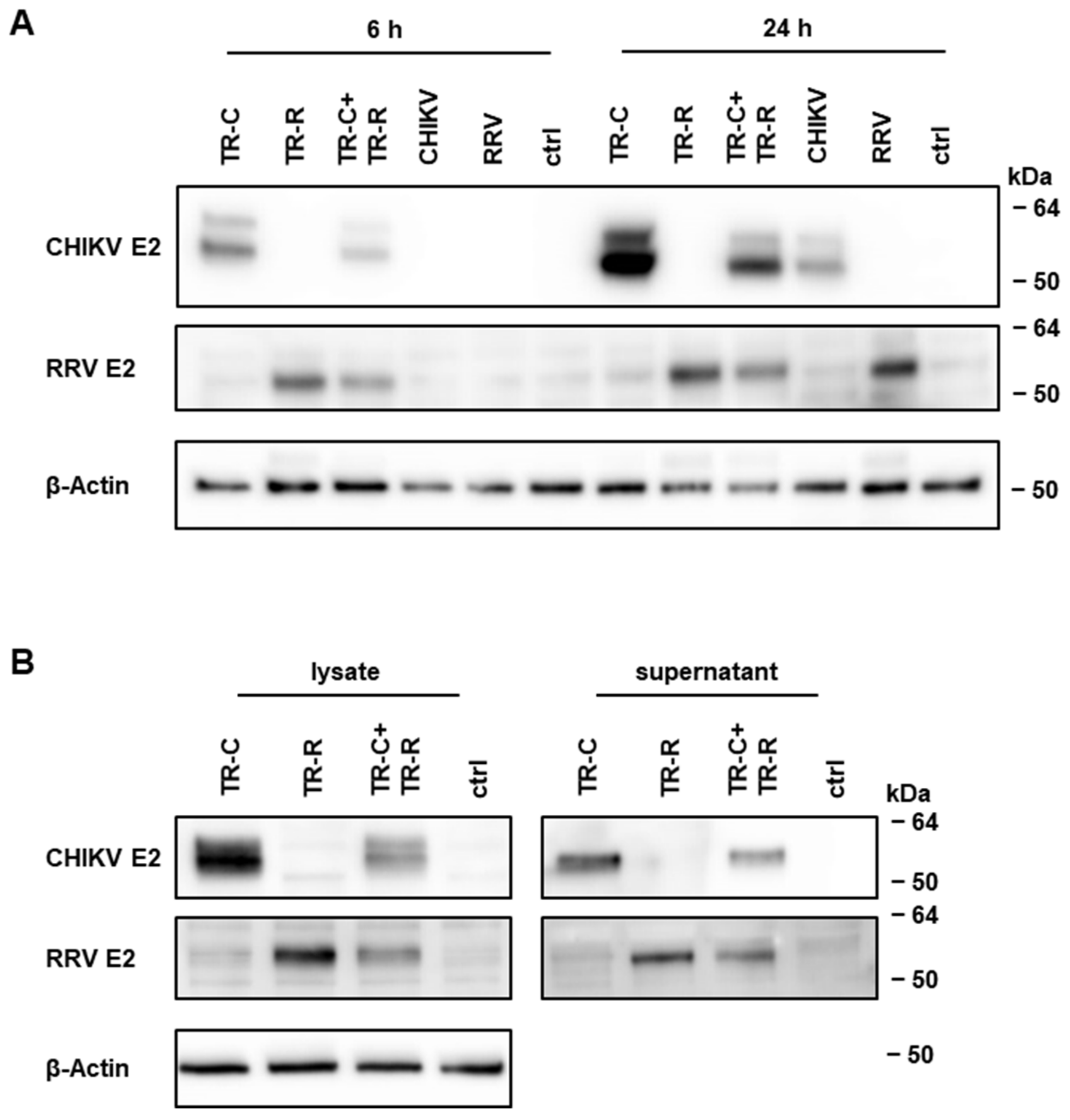Vaccines 10 01374 g003