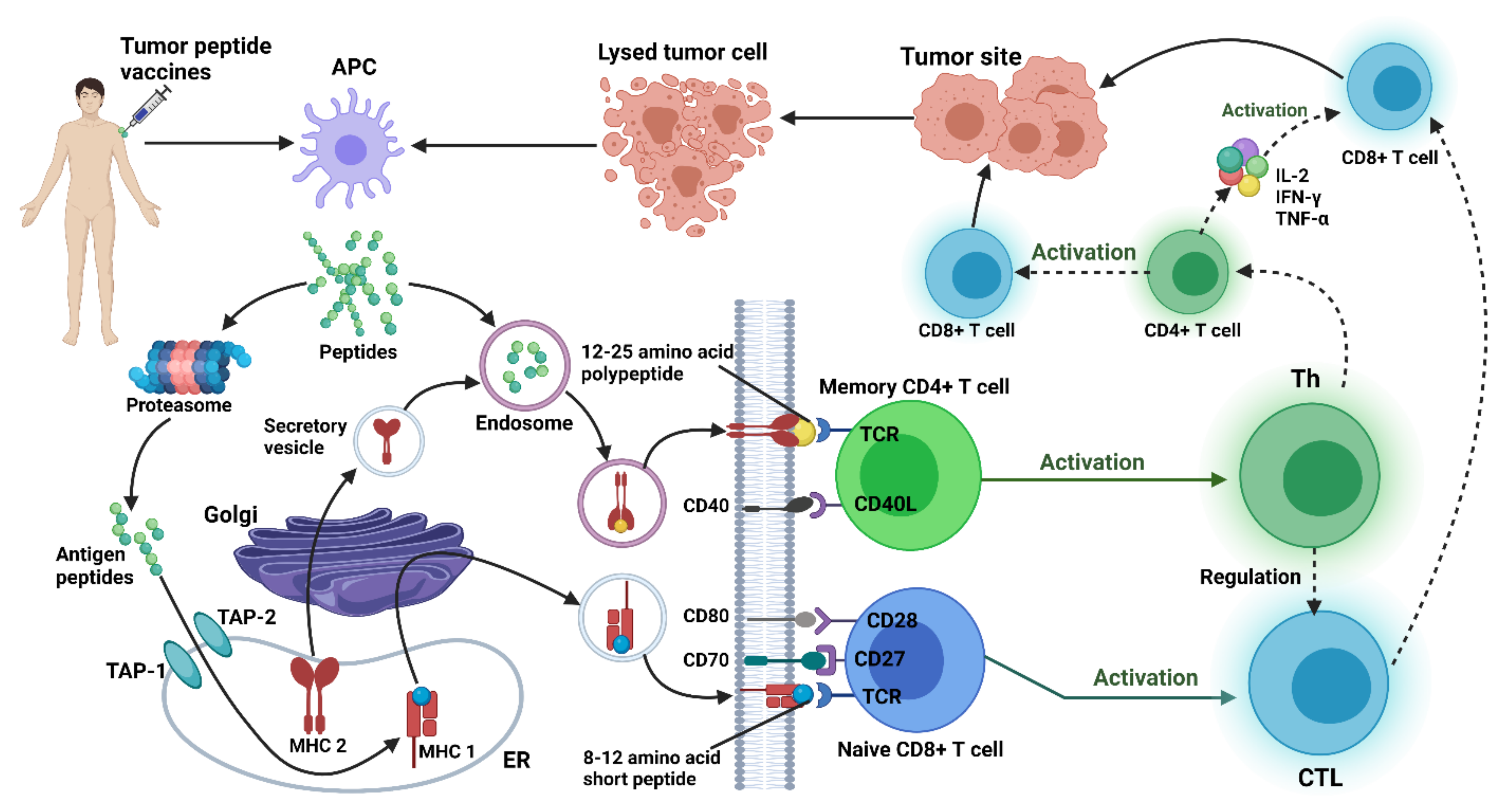 Vaccines 10 01448 g002 Vaccines 10 01448 g002