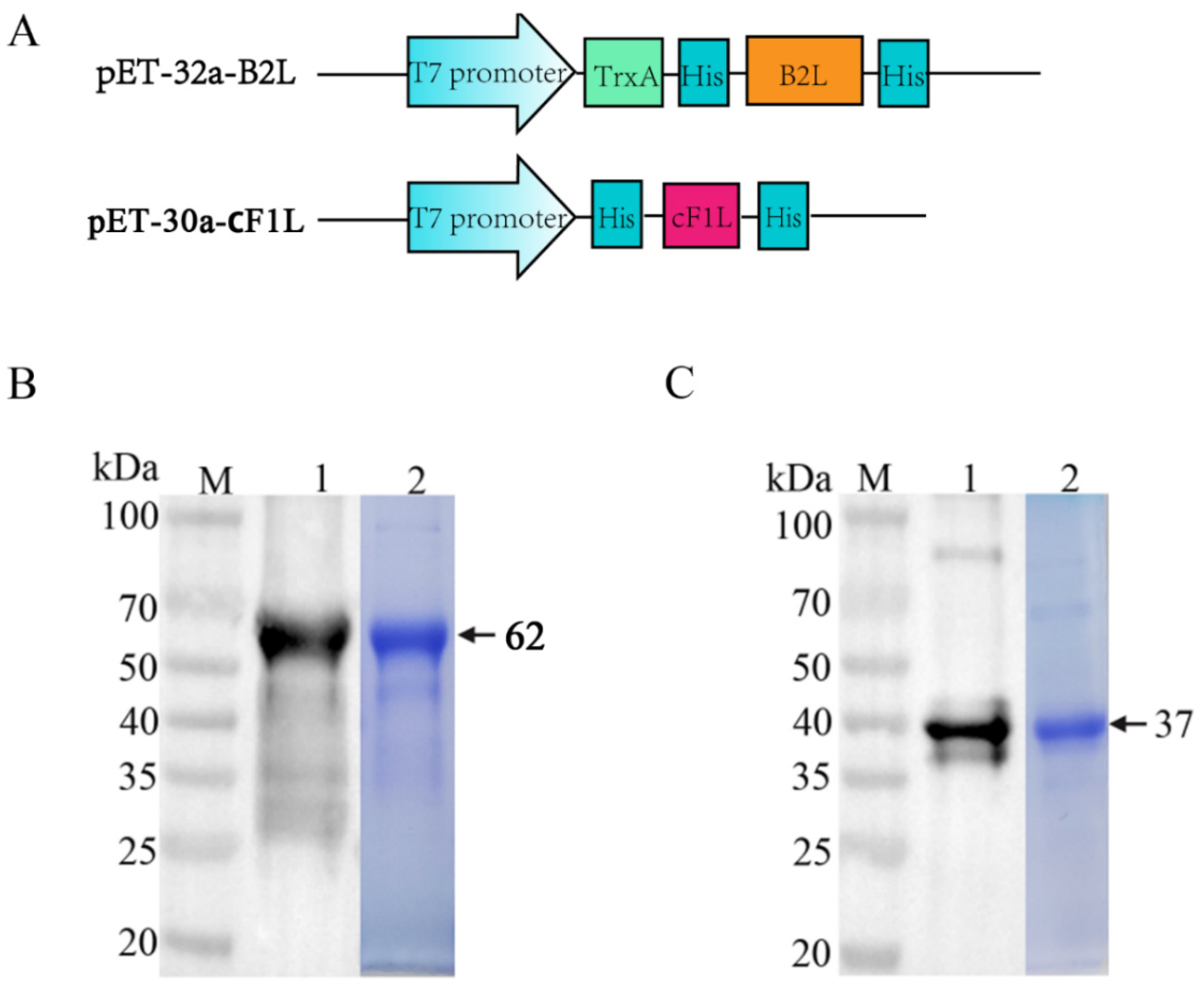 Vaccines 10 01499 g002