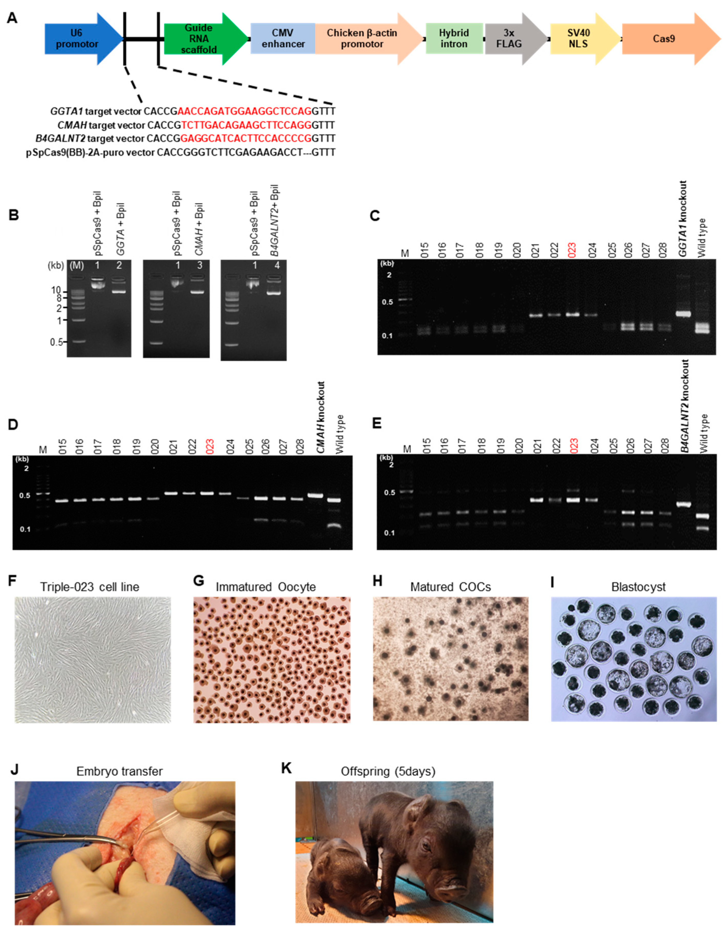 Vaccines 10 01503 g002