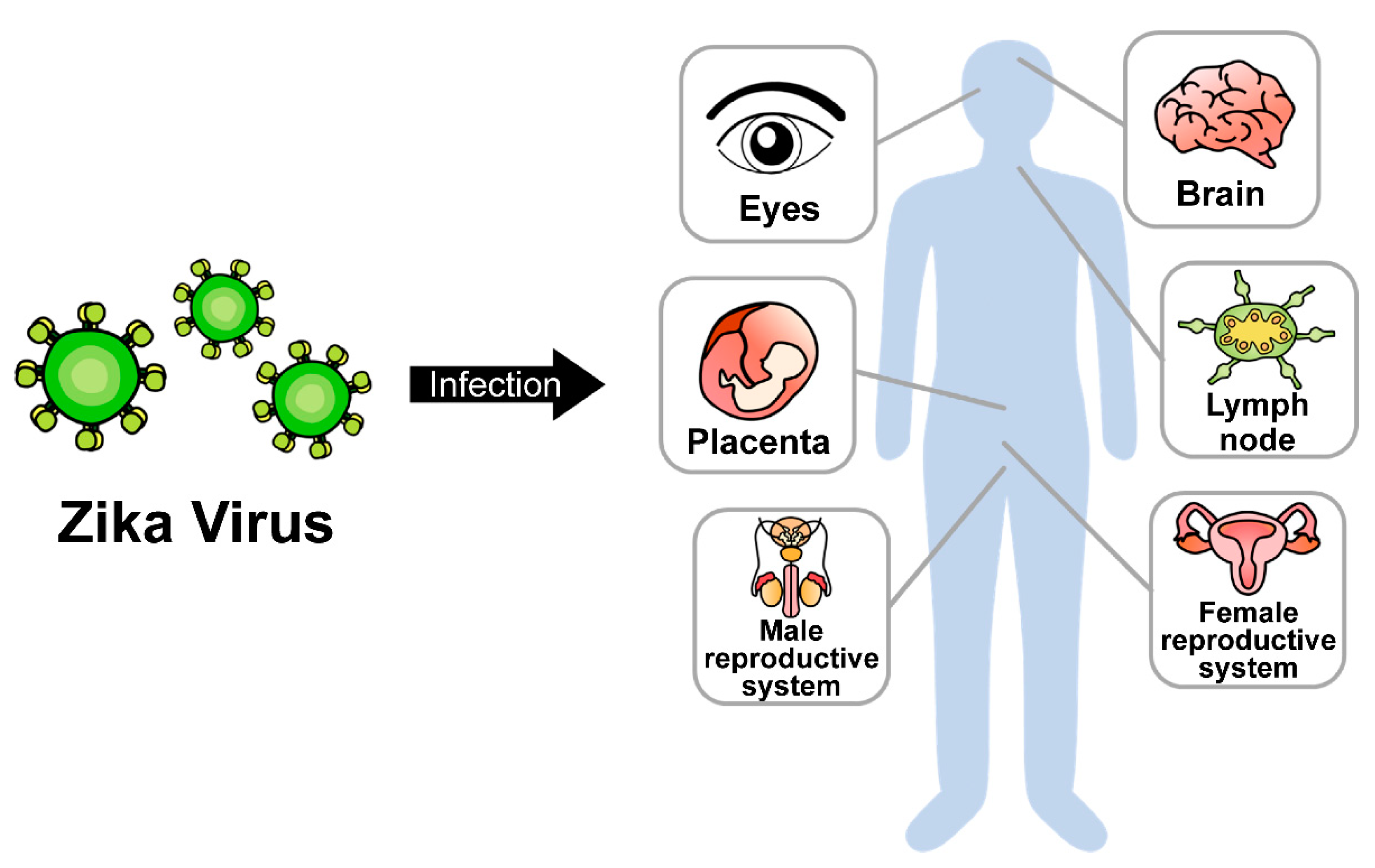 Vaccines 10 01517 g001
