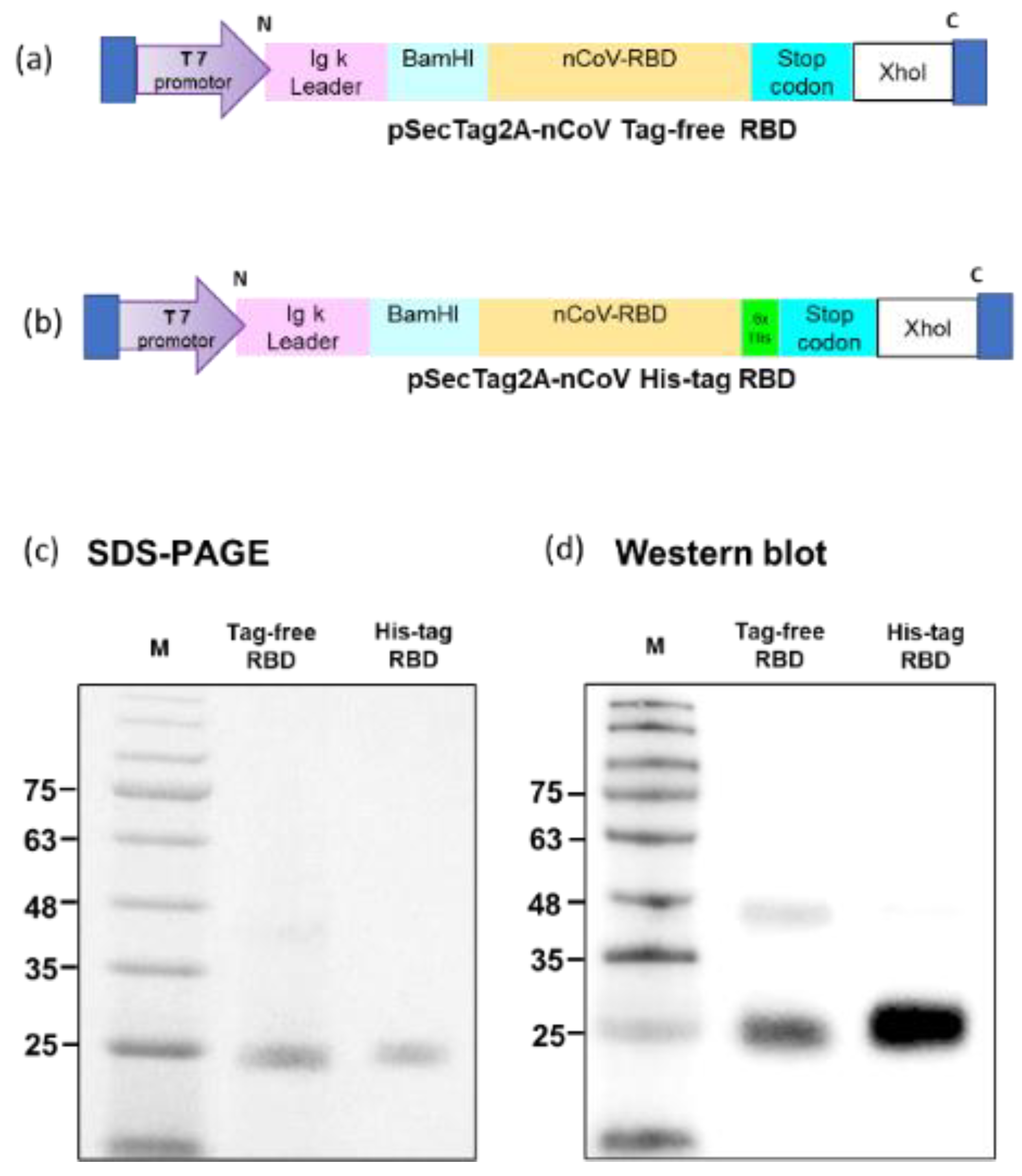 Vaccines 10 01839 g001 Vaccines 10 01839 g001