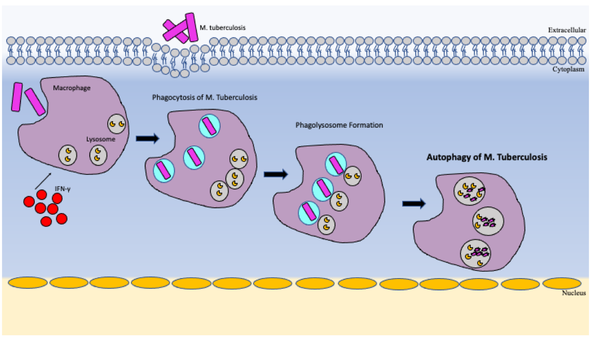 Vaccines 10 01892 g002
