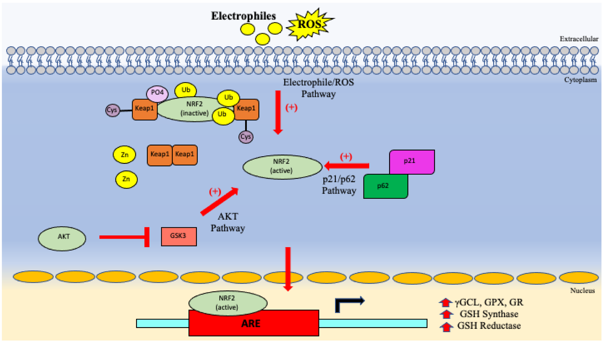 Vaccines 10 01892 g006