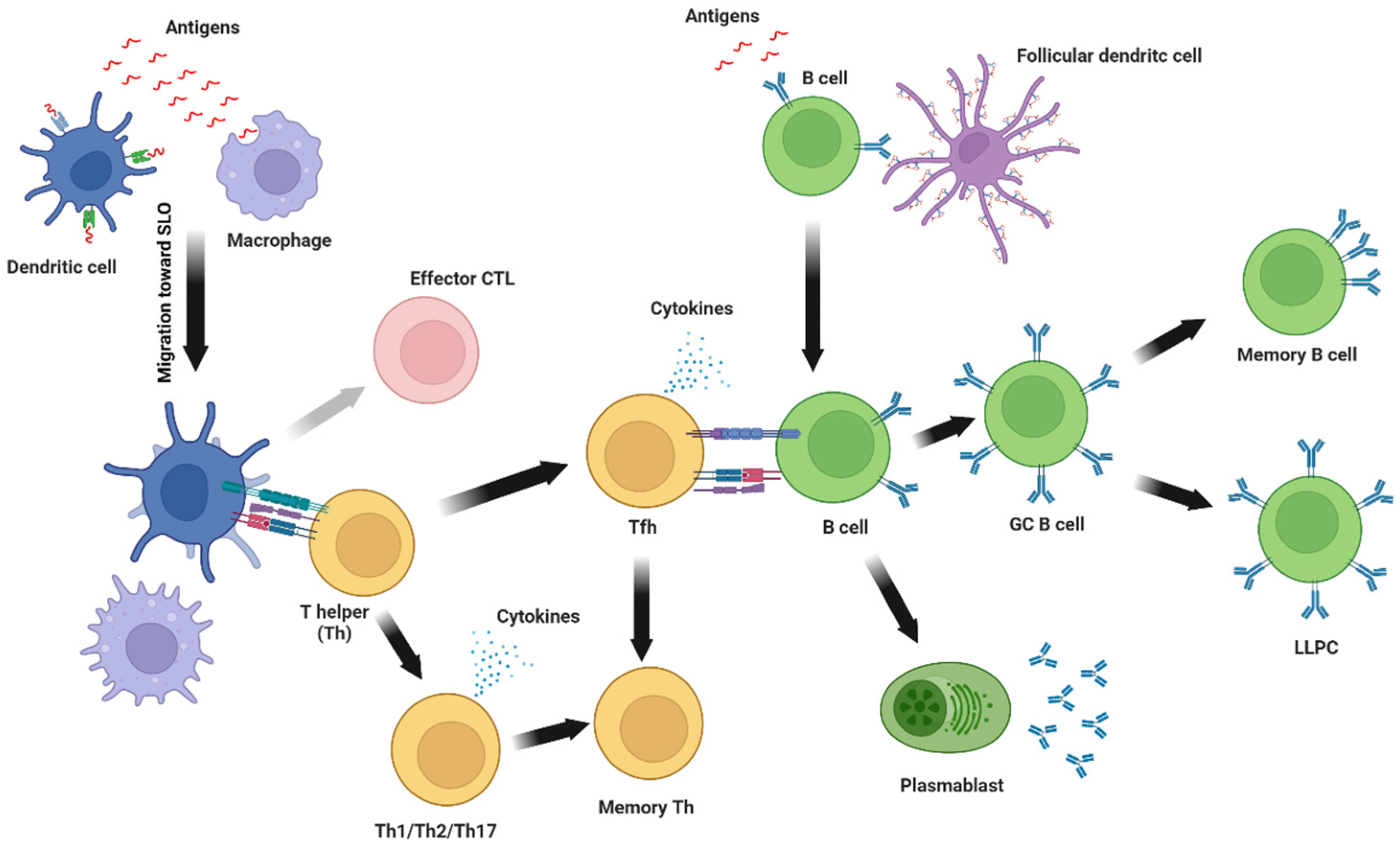 Vaccines 10 01920 g003