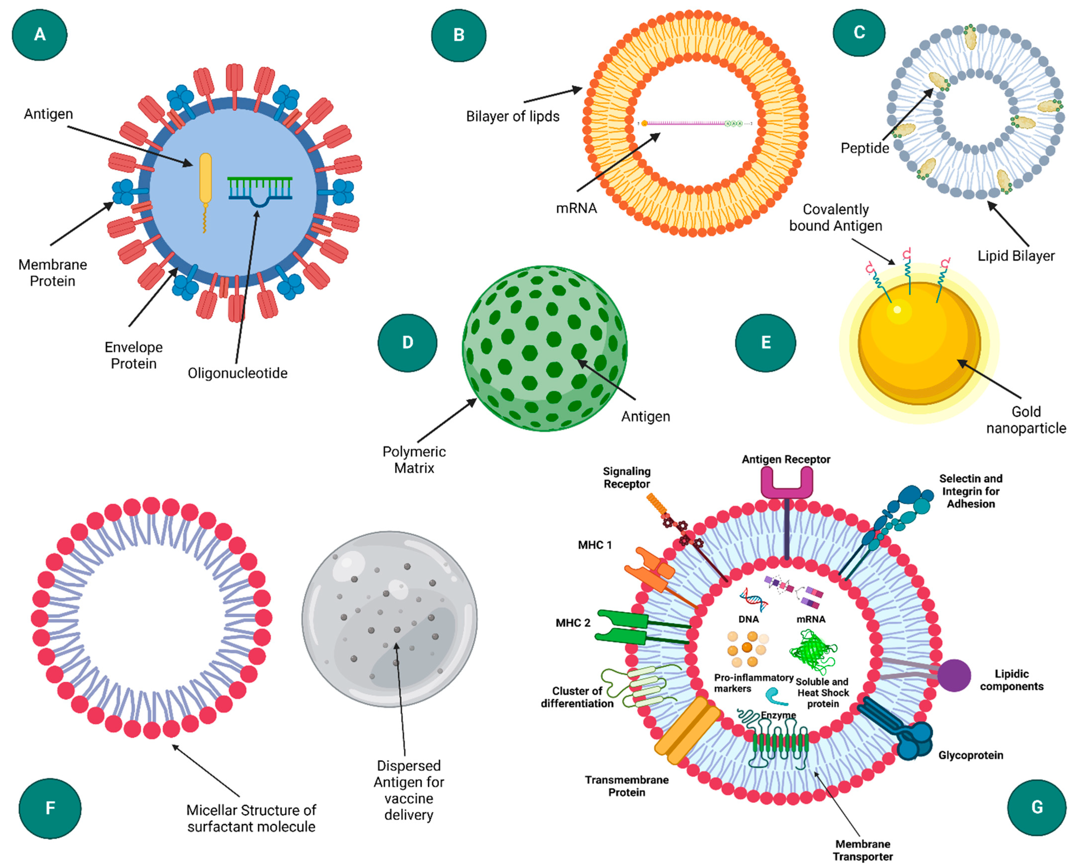 Vaccines 10 01946 g001 Vaccines 10 01946 g001