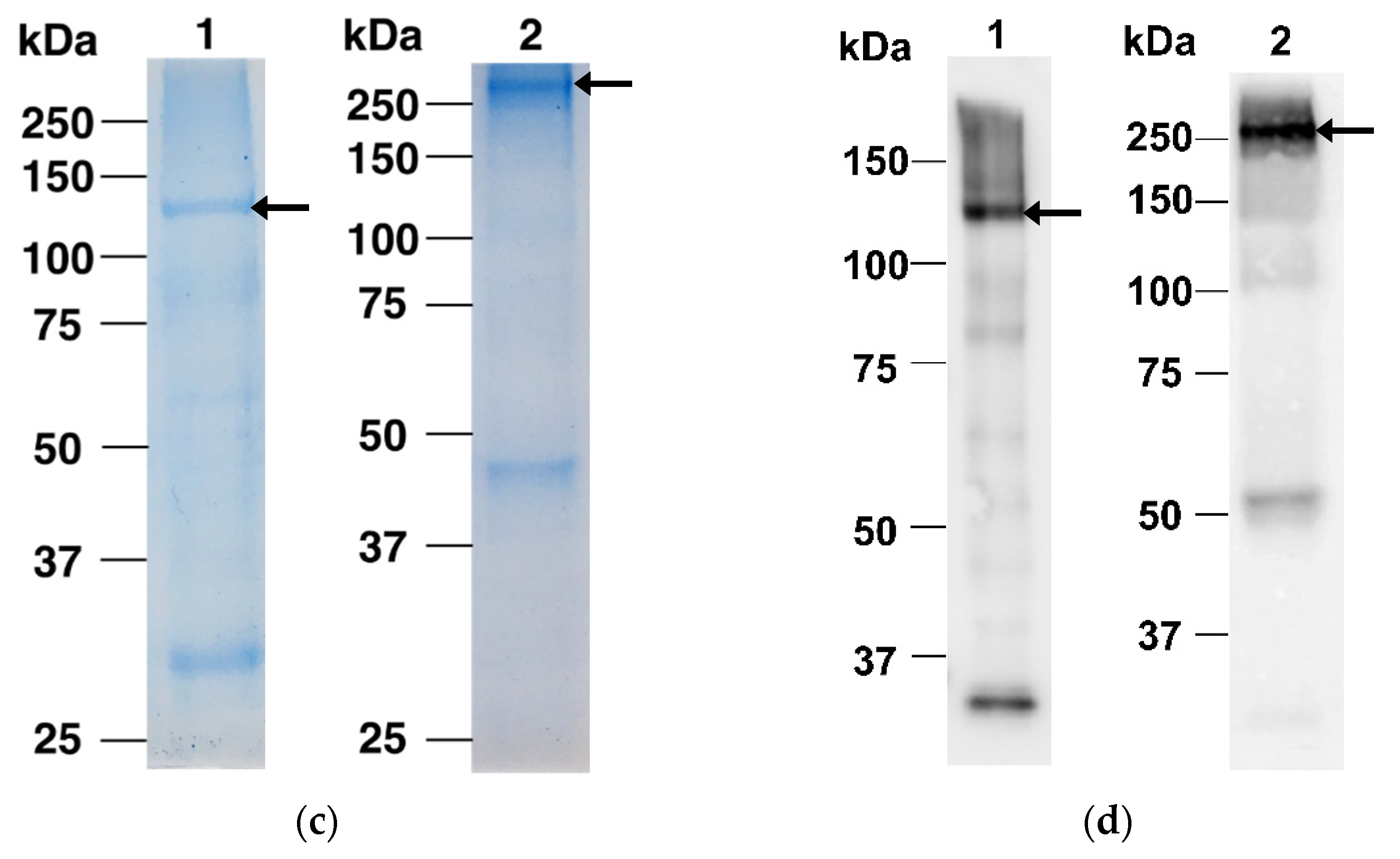Vaccines 10 01961 g002b