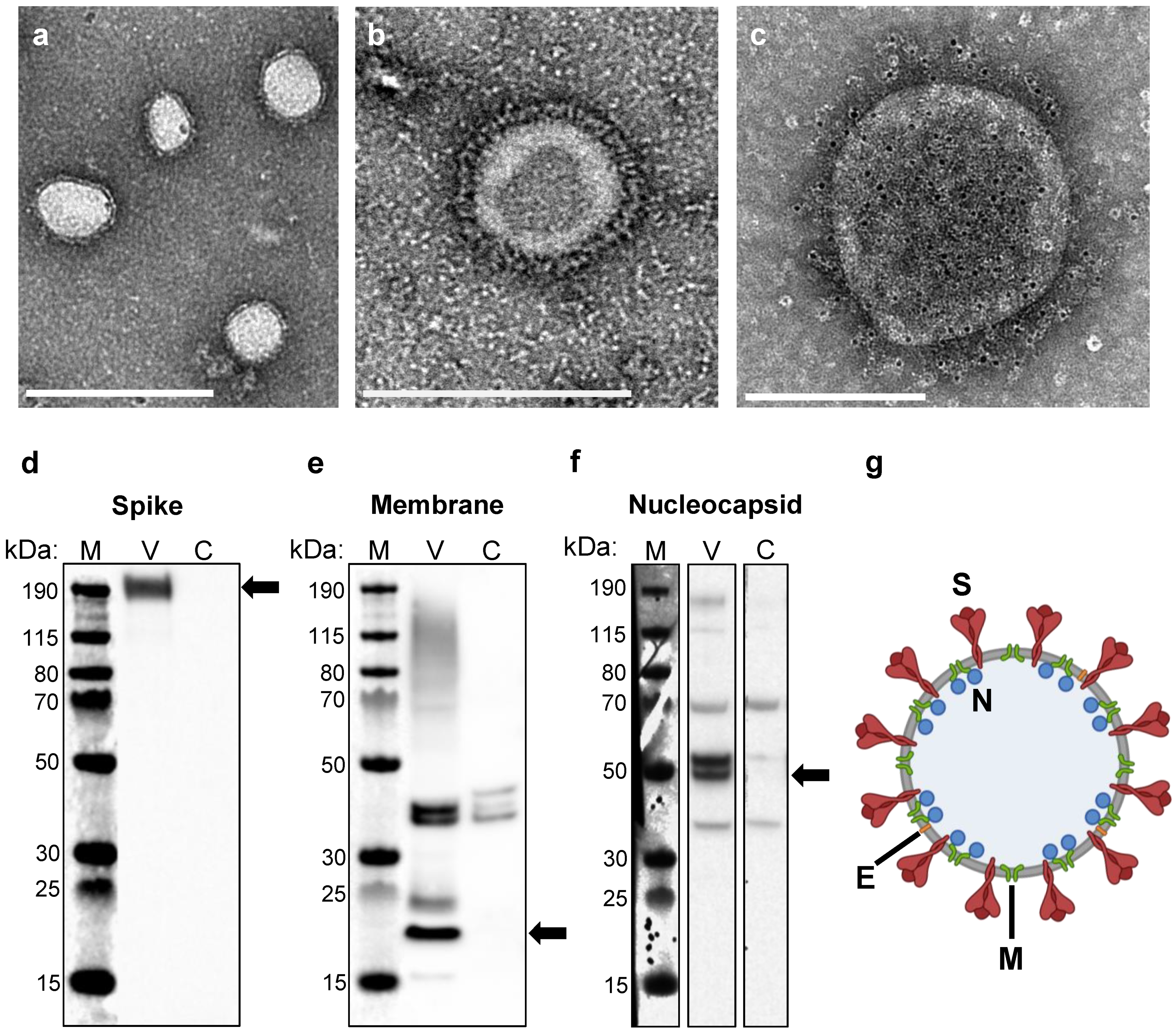 Vaccines 10 01997 g001