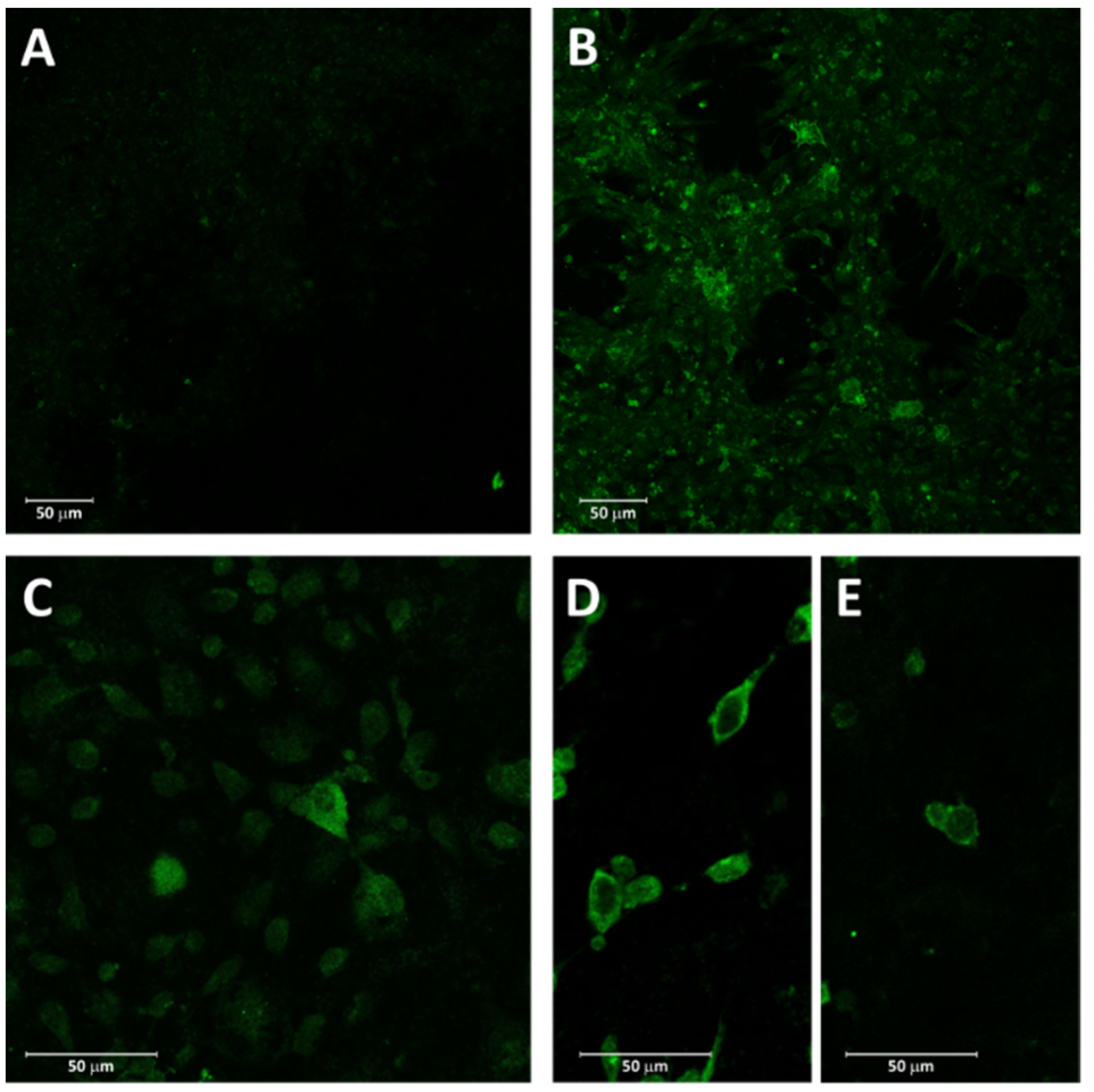 Vaccines 10 02062 g001 Vaccines 10 02062 g001