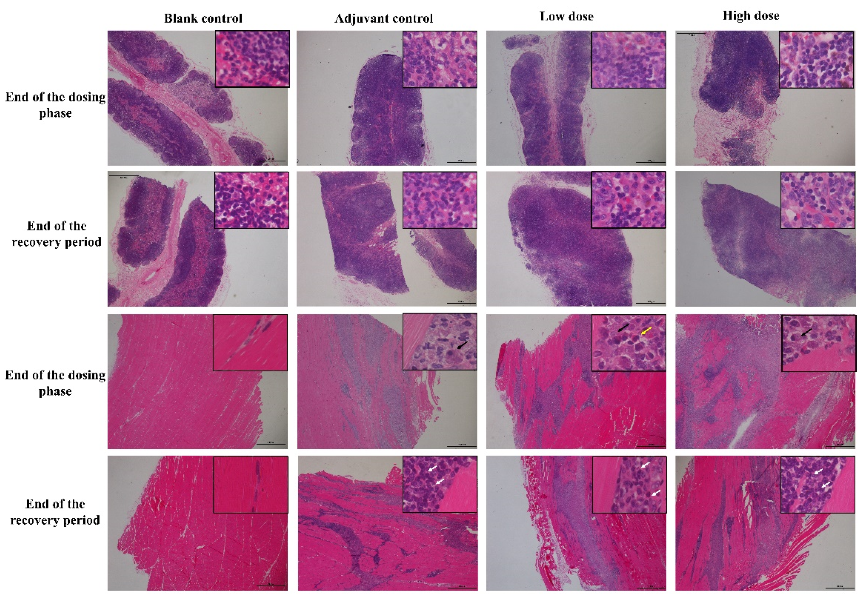 Vaccines 10 02080 g004 Vaccines 10 02080 g004