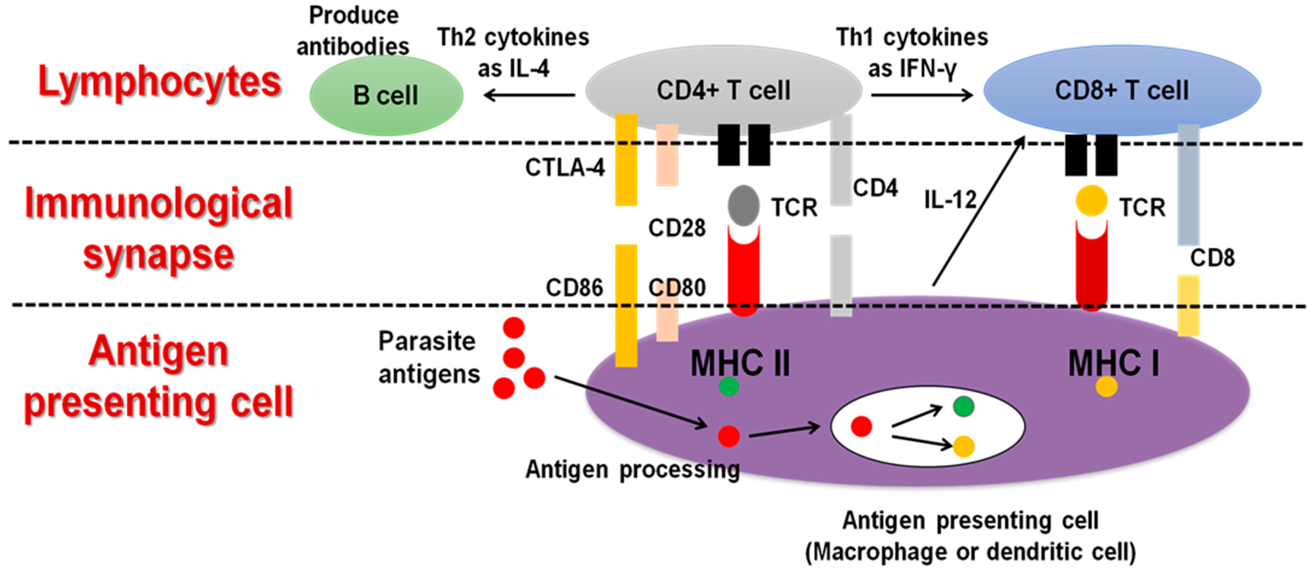 Vaccines 10 02082 g003