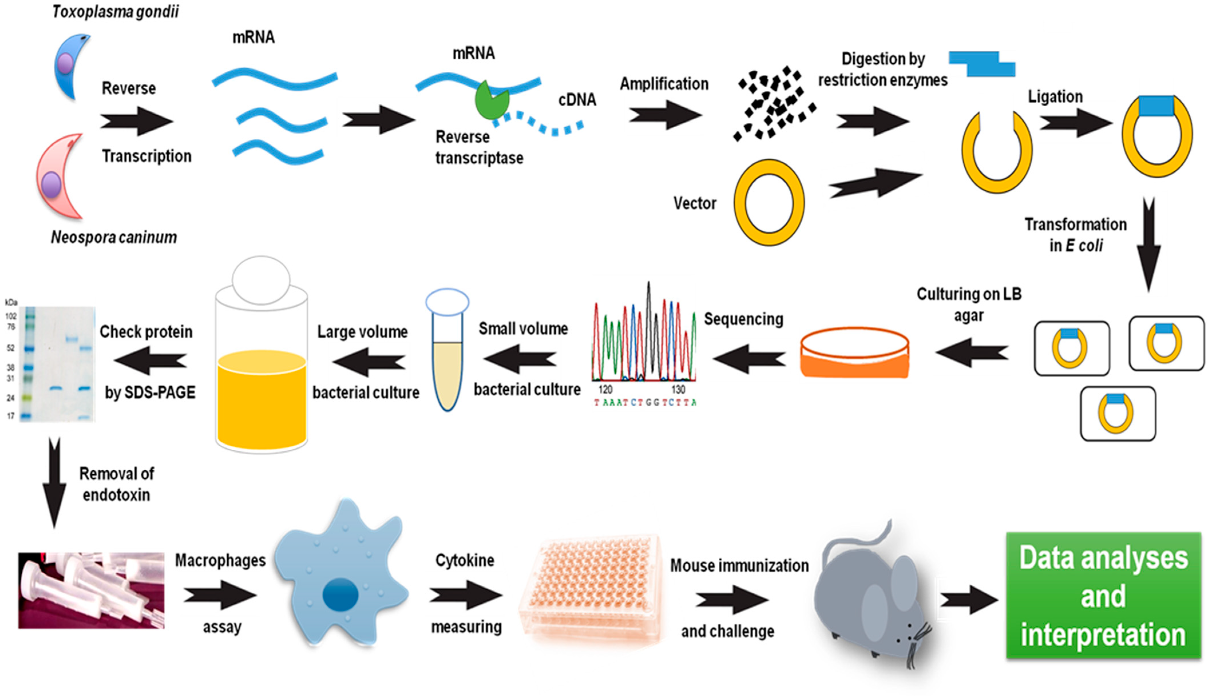 Vaccines 10 02082 g004