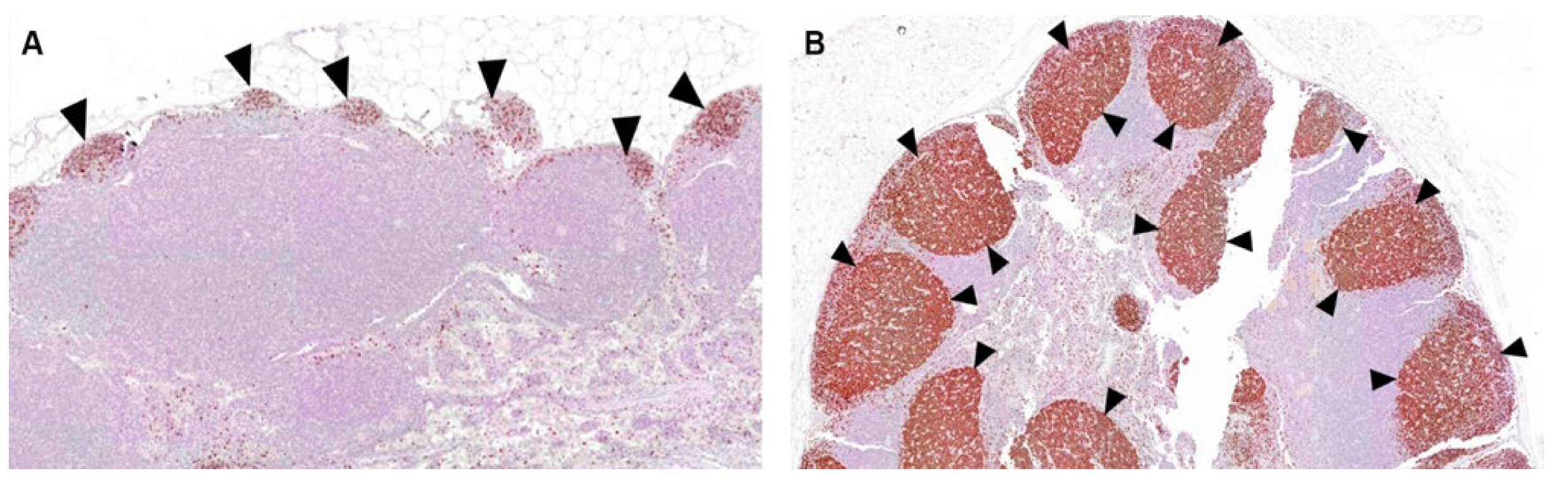 Vaccines 10 02119 g011