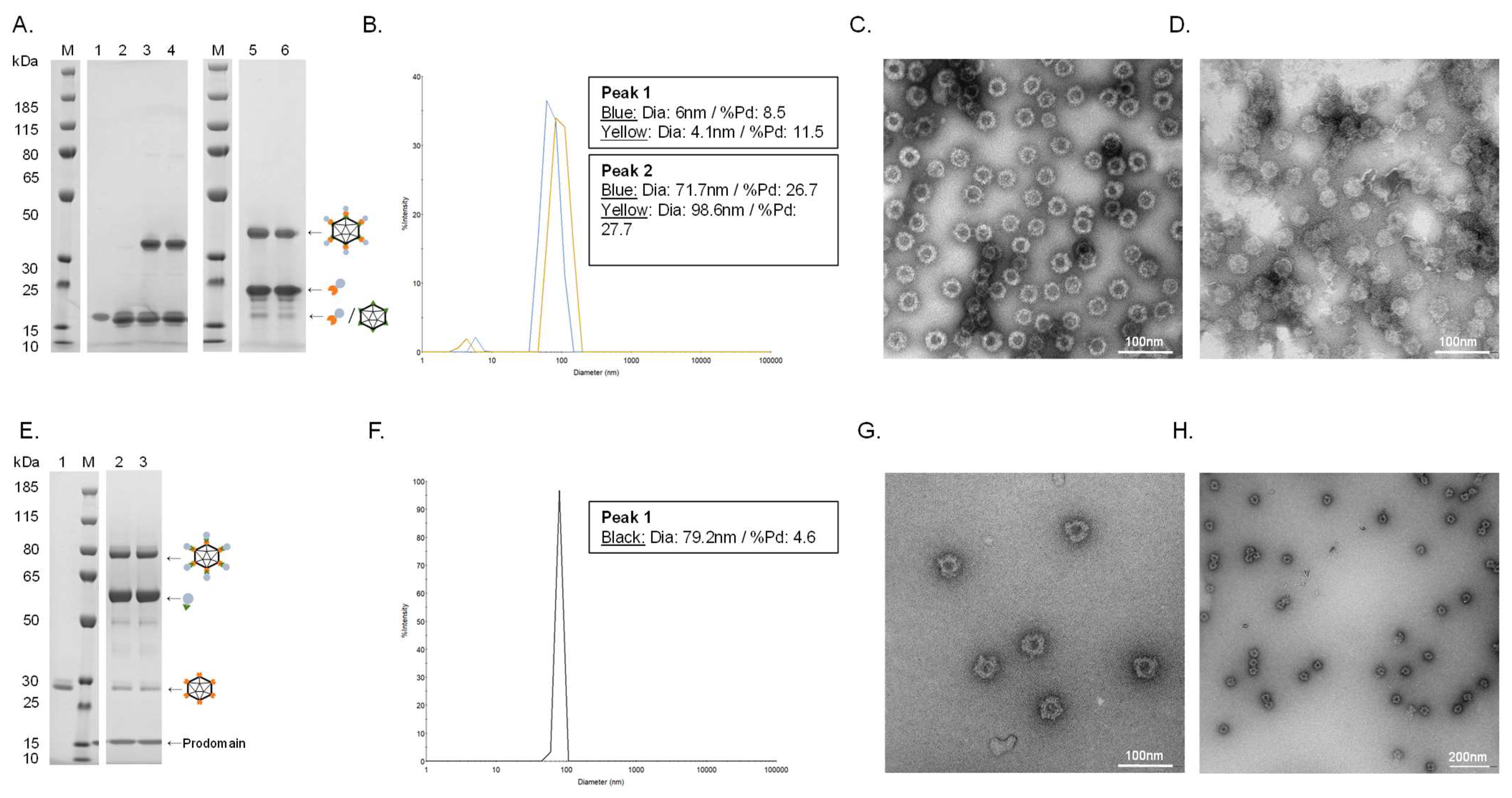 Vaccines 11 00002 g002