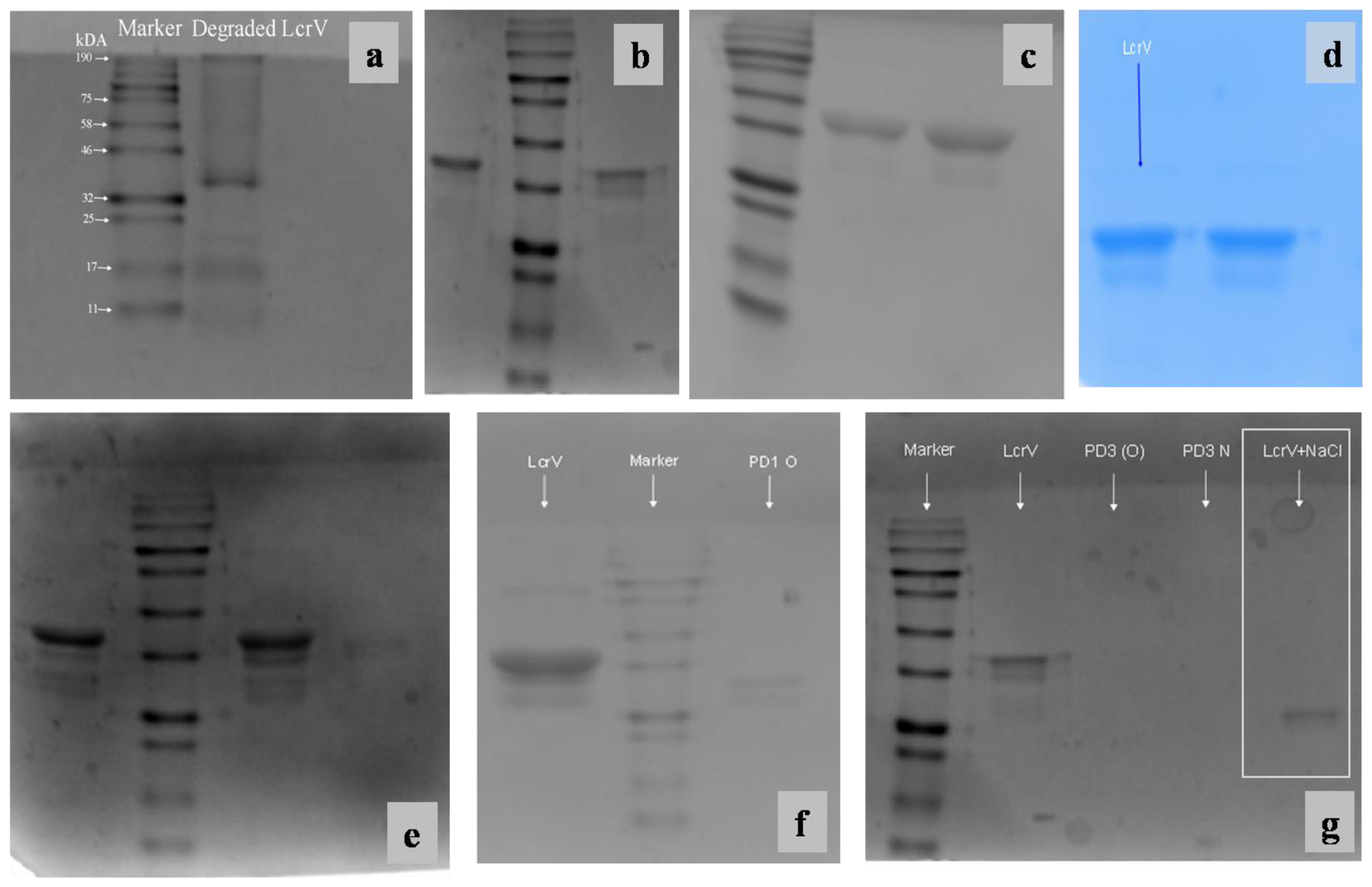 Vaccines 11 00027 g006 Vaccines 11 00027 g006