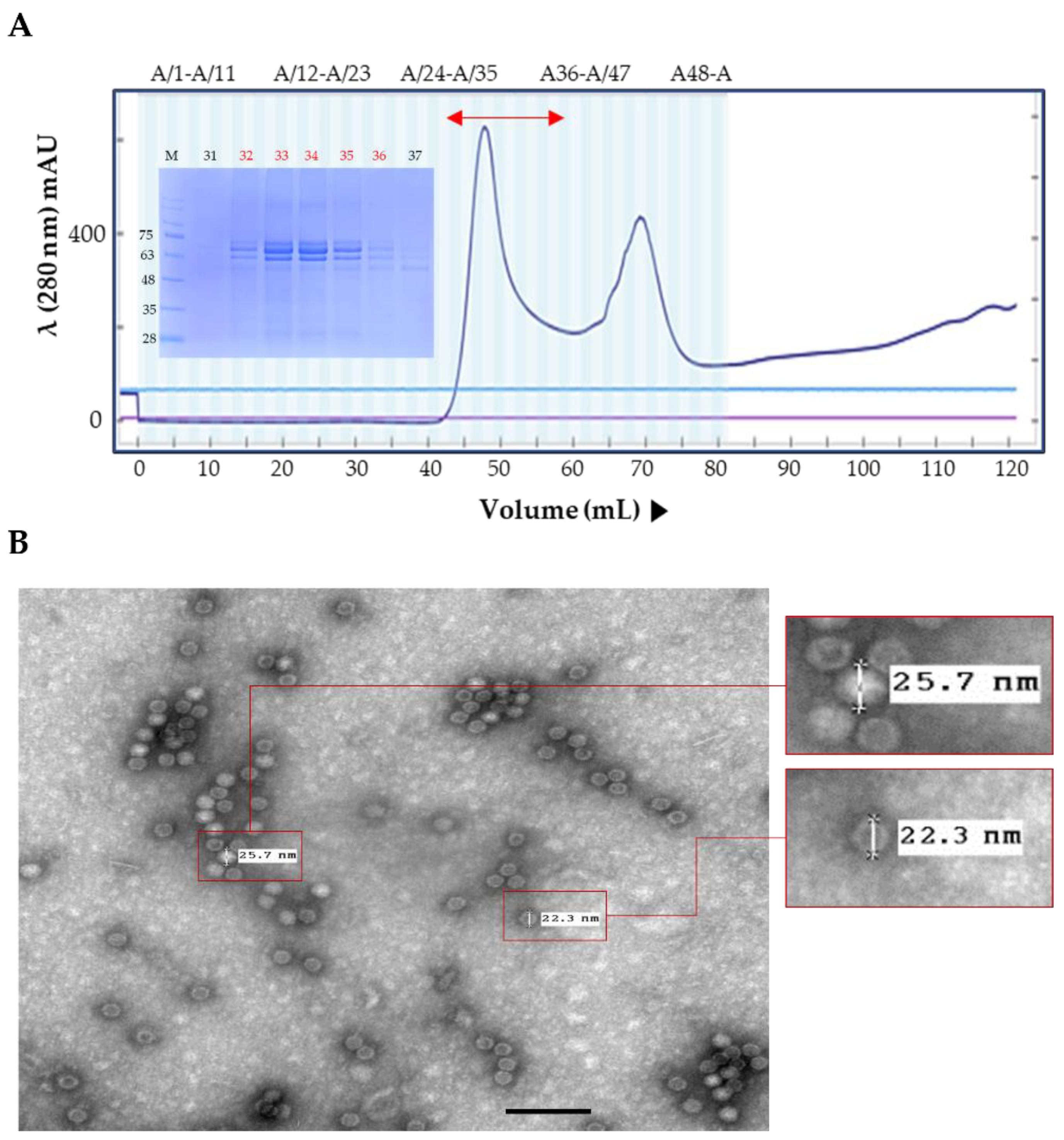 Vaccines 11 00054 g002a