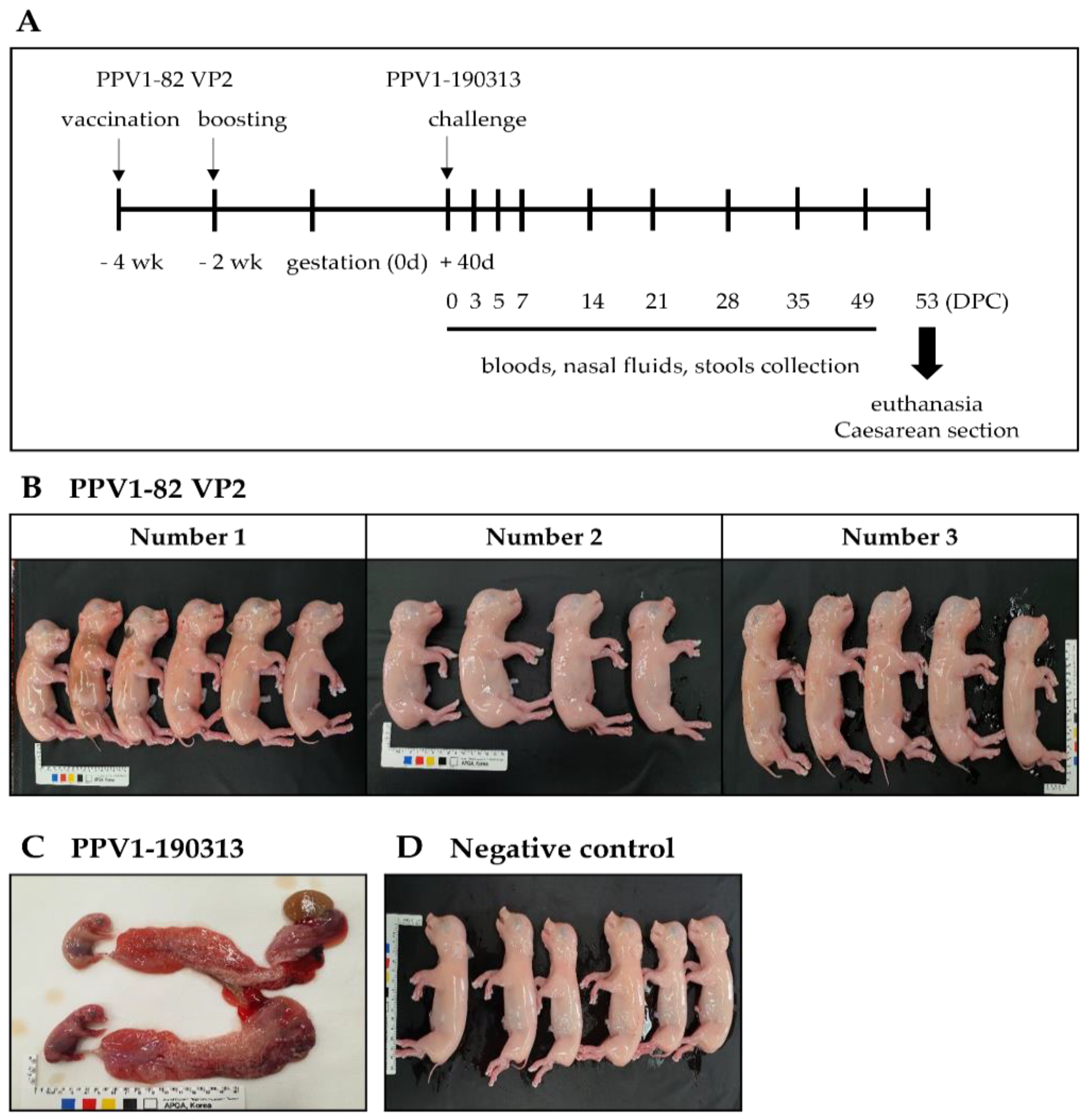 Vaccines 11 00054 g004