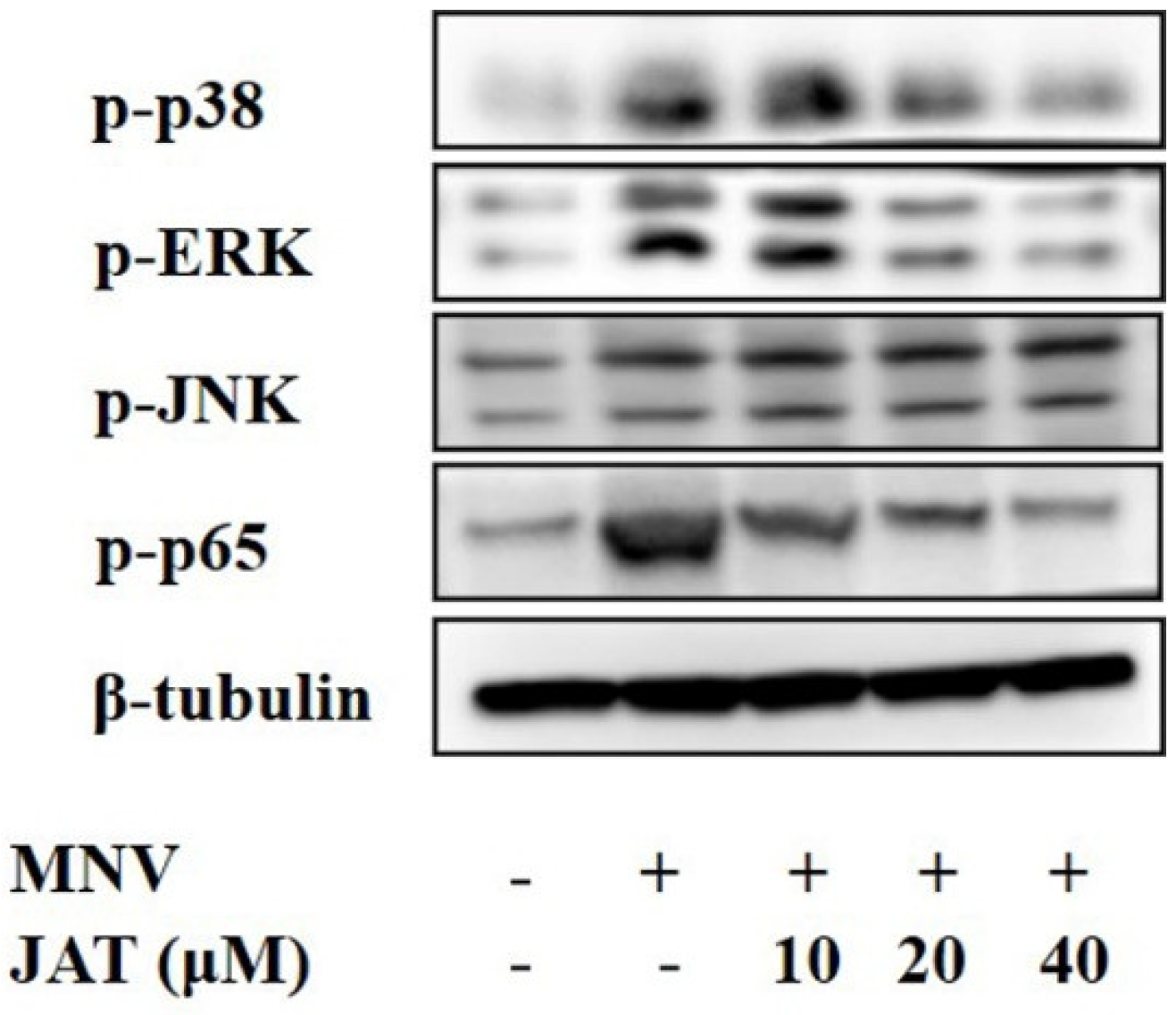 Vaccines 11 00164 g004