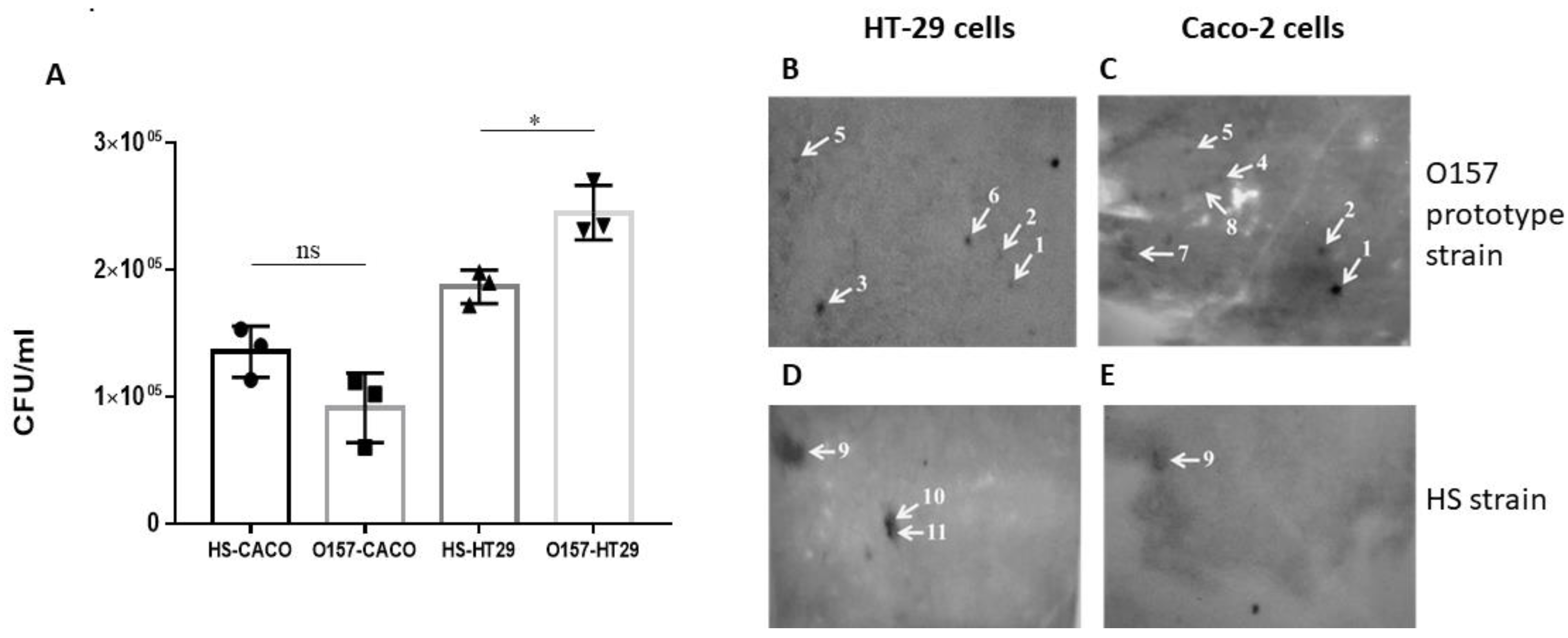 Vaccines 11 00175 g001