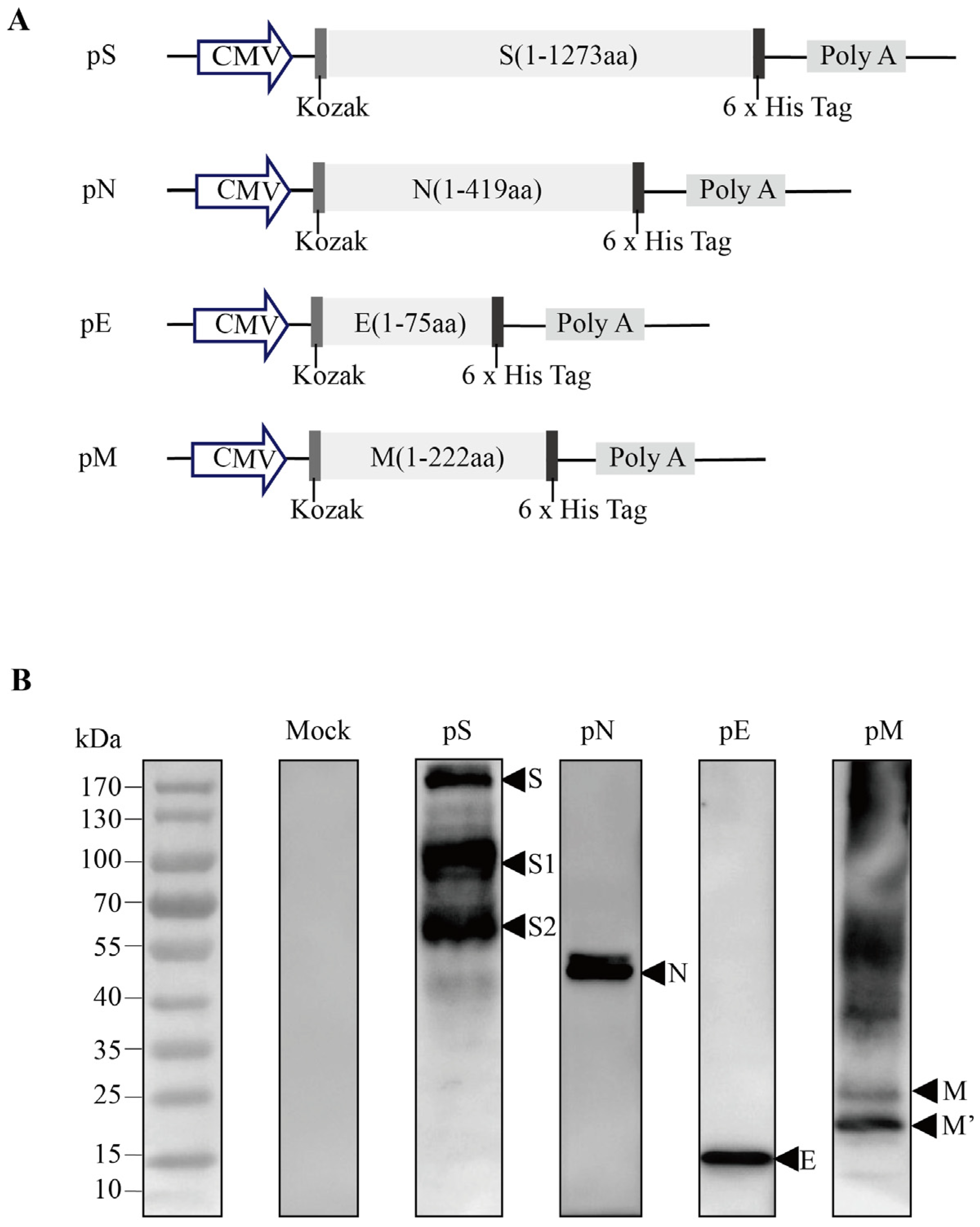 Vaccines 11 00243 g001