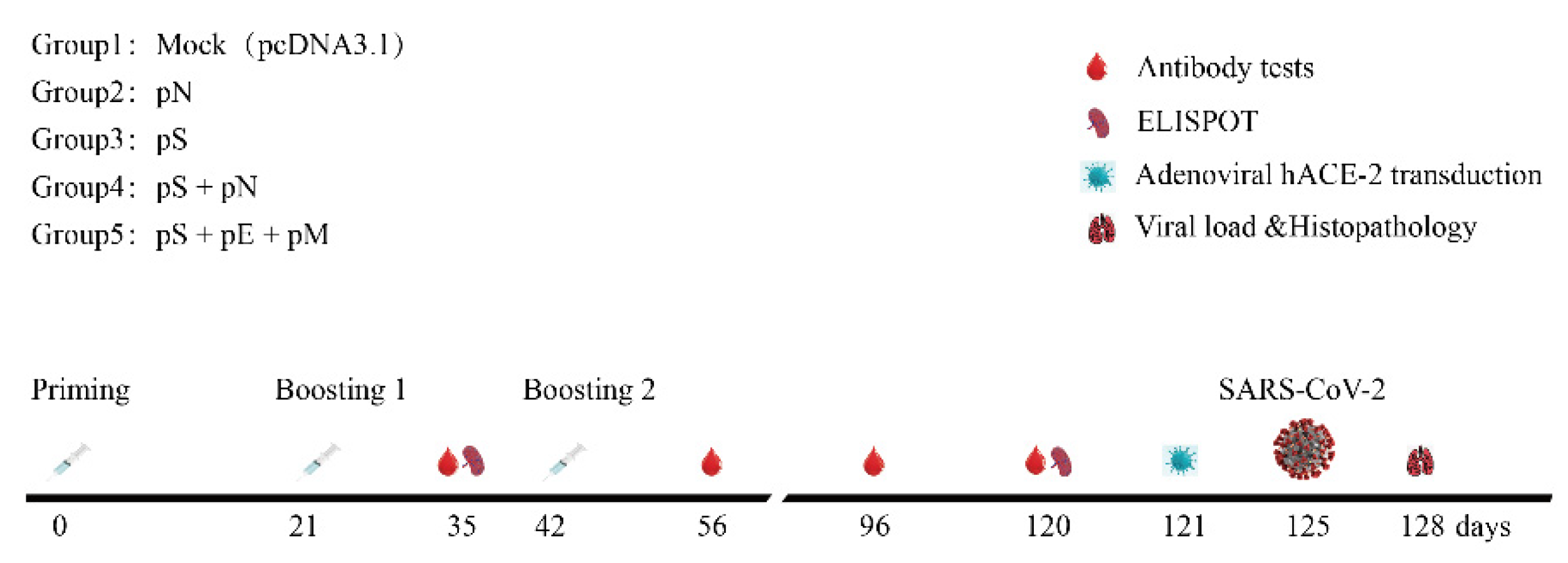Vaccines 11 00243 g002