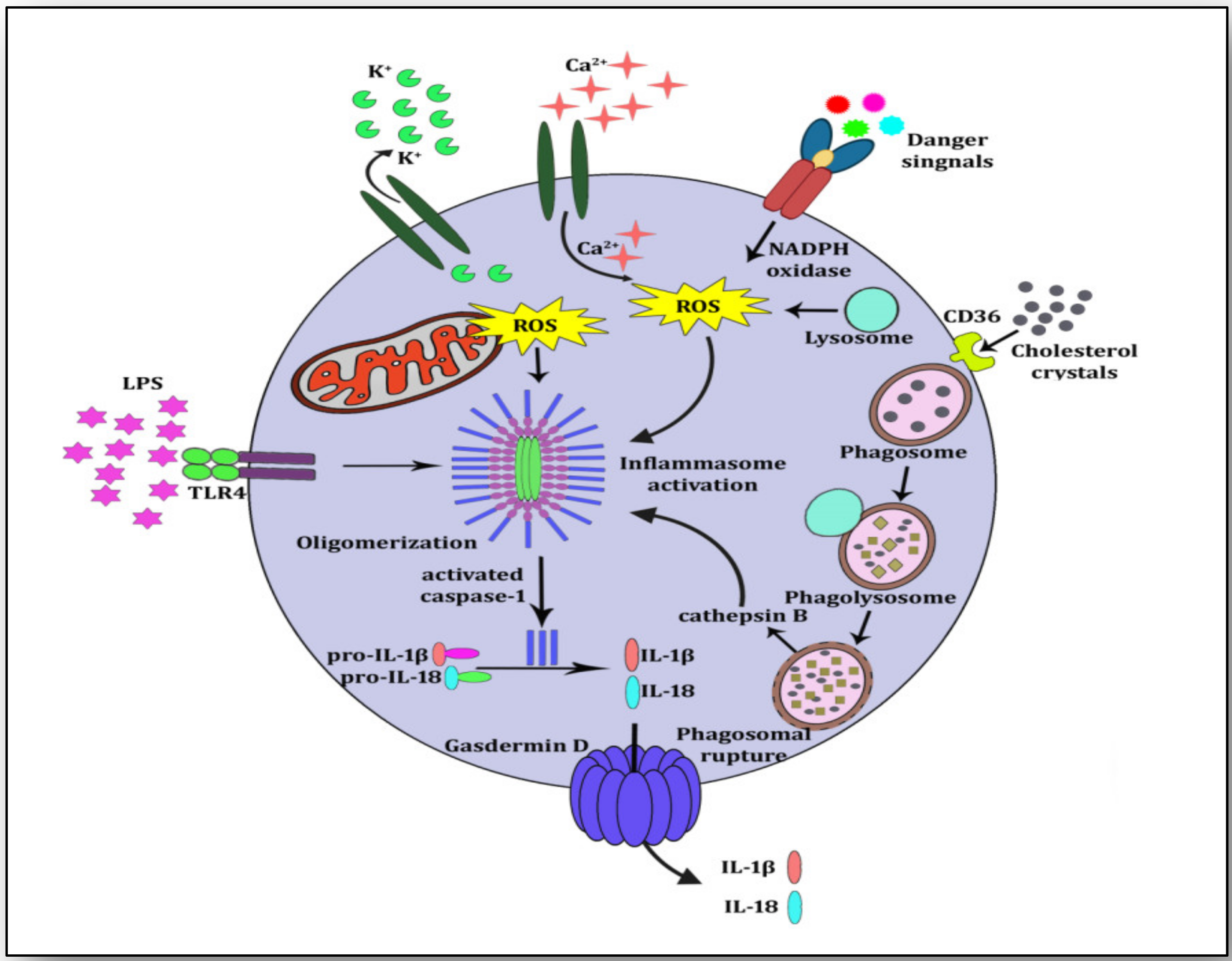 Vaccines 11 00261 g003