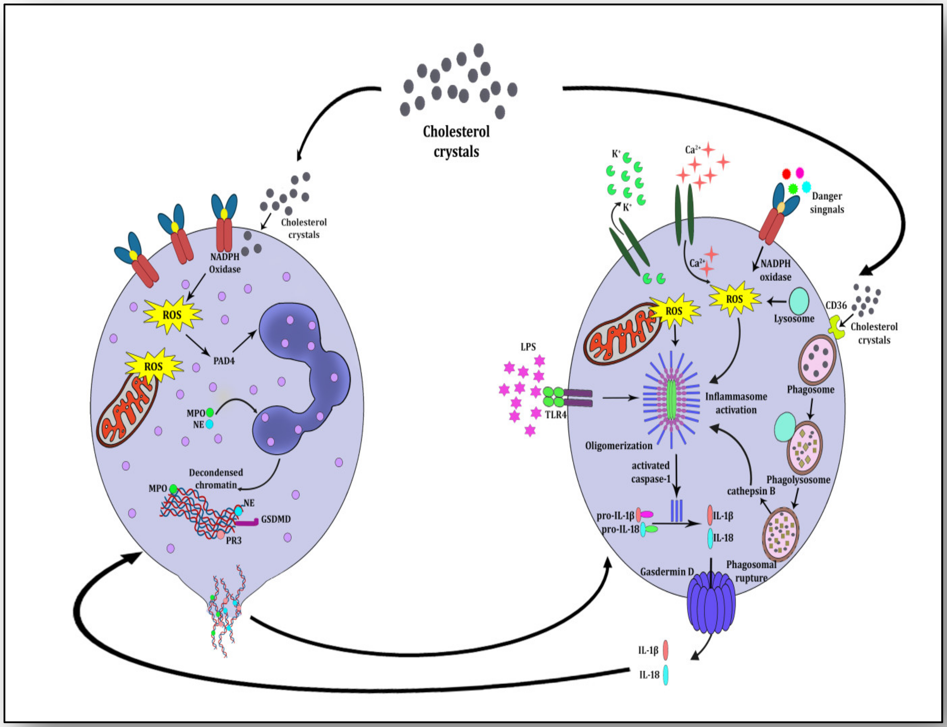 Vaccines 11 00261 g004